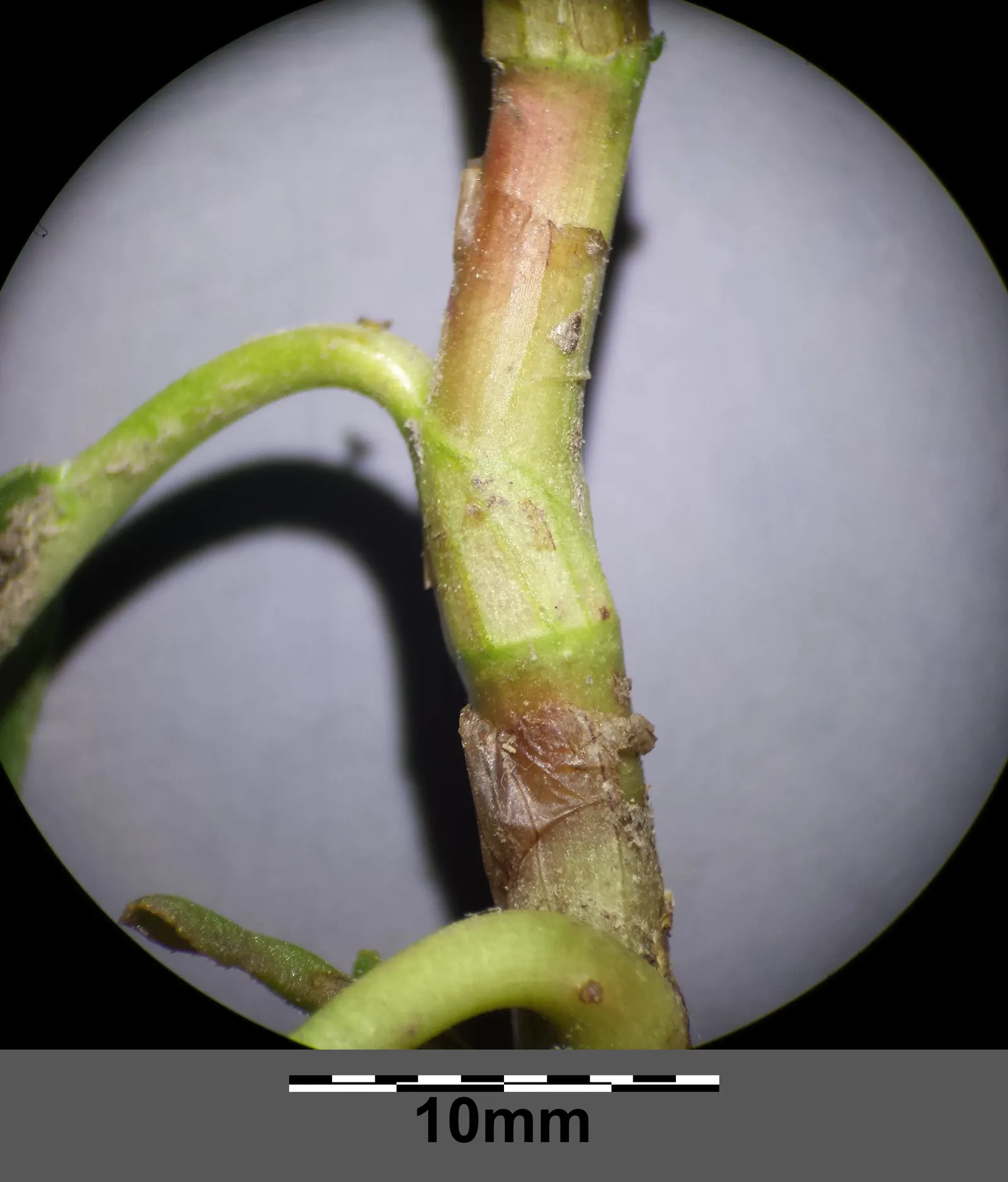 Smartweed, Knotweed (Persicaria Microcephala 'Red Dragon') — commonly known as Smartweed or Knotweed; it's well-suited for USDA hardiness zones 4, image 51