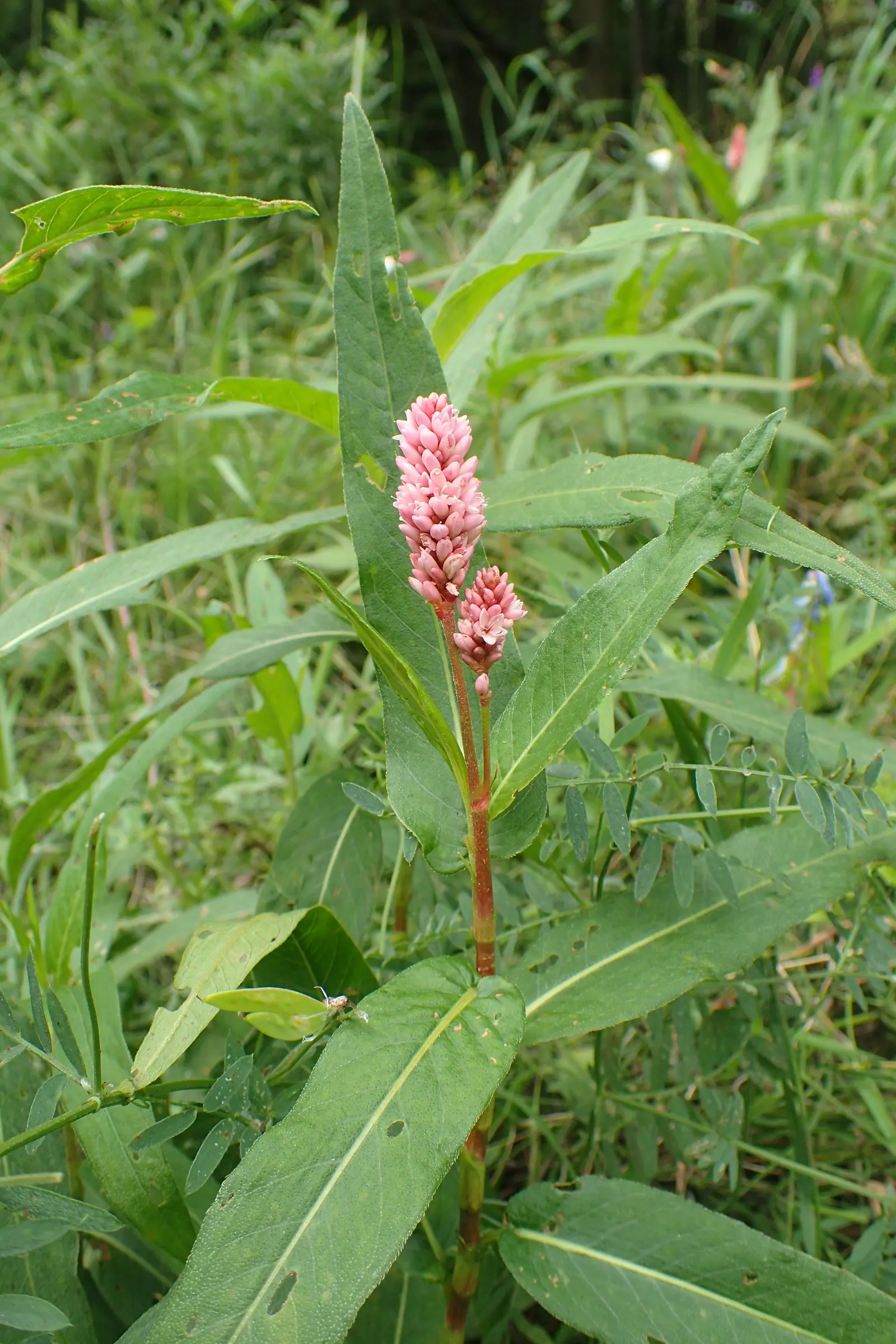 Smartweed, Knotweed (Persicaria Microcephala 'Red Dragon') — perennial with white blooms; though not the main attraction, image 114