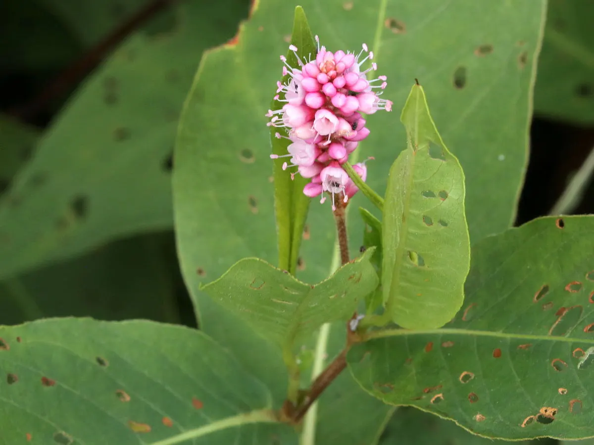 Smartweed, Knotweed (Persicaria Microcephala 'Red Dragon') — In late summer to early fall; commonly known as Smartweed or Knotweed, image 80