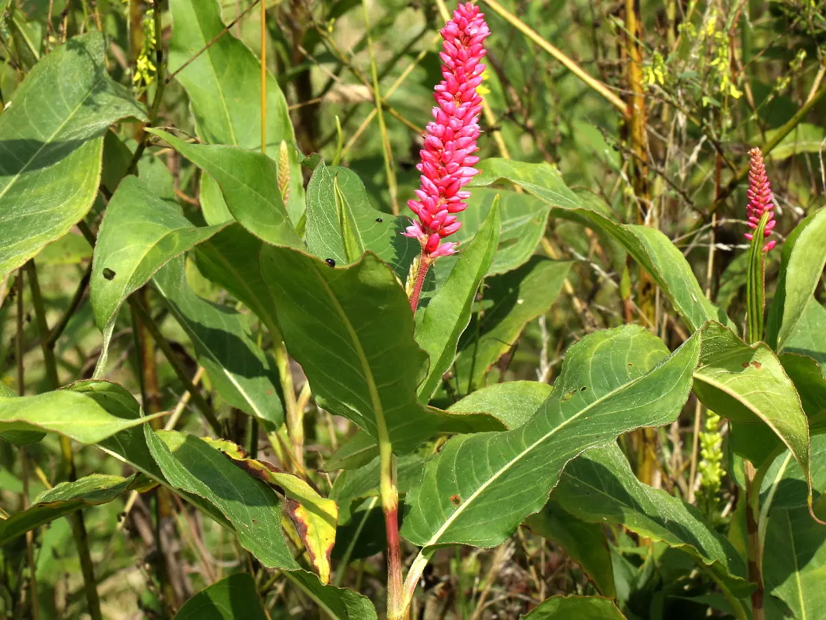 Smartweed, Knotweed (Persicaria Microcephala 'Red Dragon') — Mature specimens reach up to 3 feet in height and spread 2 to 4 feet wide