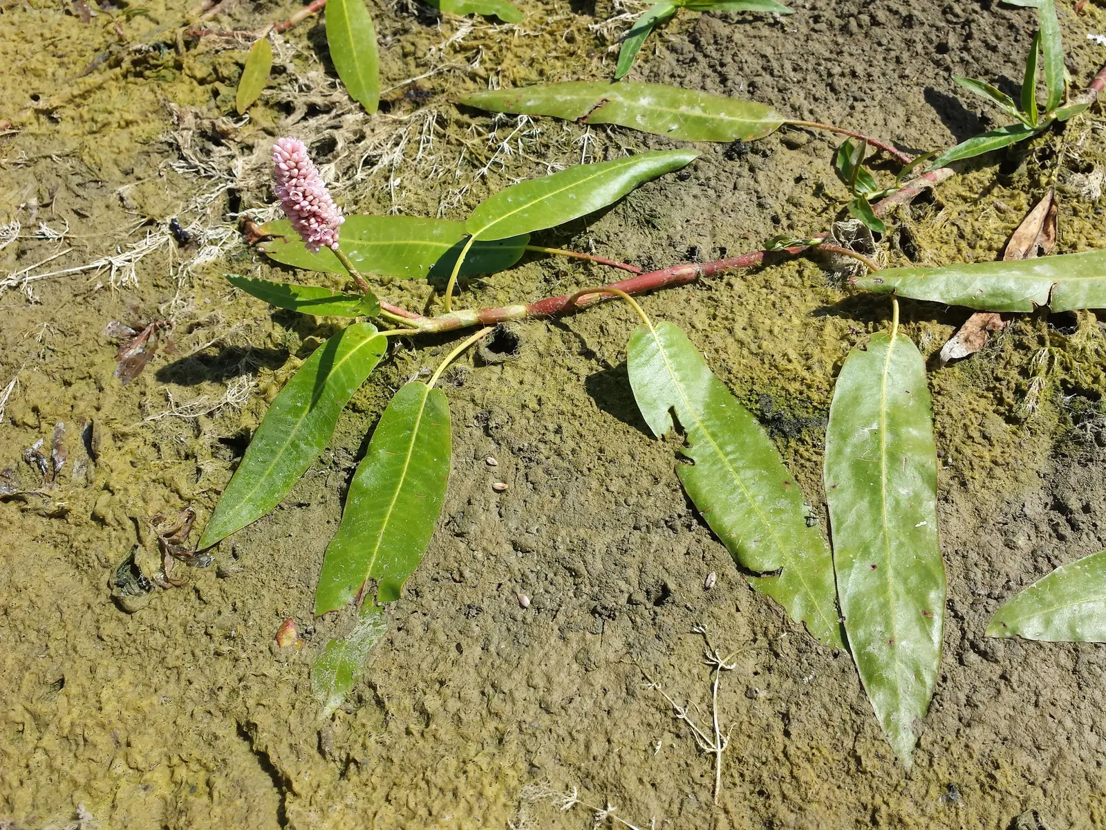 Smartweed, Knotweed (Persicaria Microcephala 'Red Dragon') — 'Red Dragon' is excellent for adding low-maintenance visual interest to borders