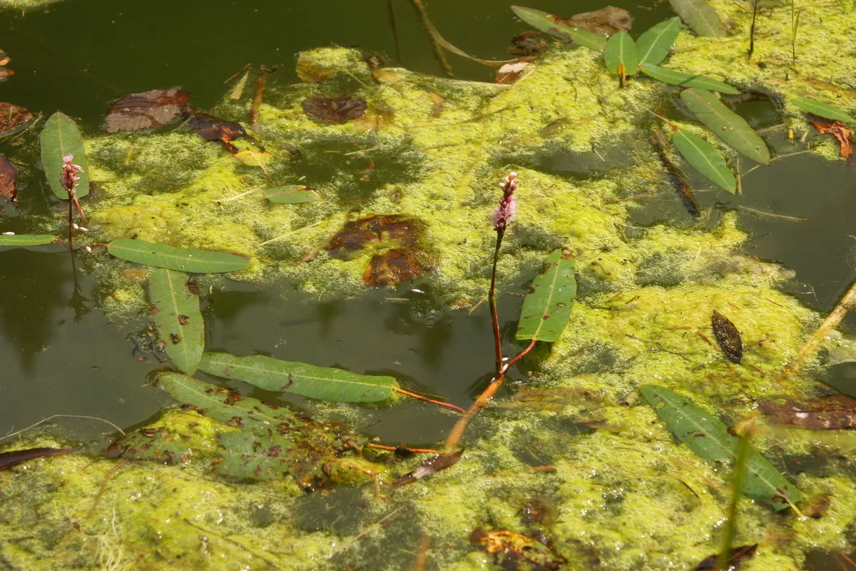 Smartweed, Knotweed (Persicaria Microcephala 'Red Dragon') — This hardy plant thrives in USDA zones 4-7, preferring partial shade and moist soil