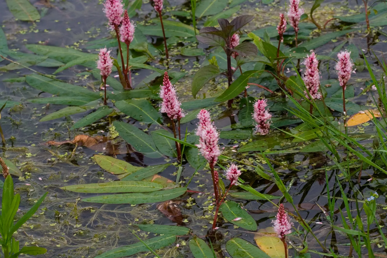 Smartweed, Knotweed (Persicaria Microcephala 'Red Dragon') — In late summer to early fall; commonly known as Smartweed or Knotweed, image 57
