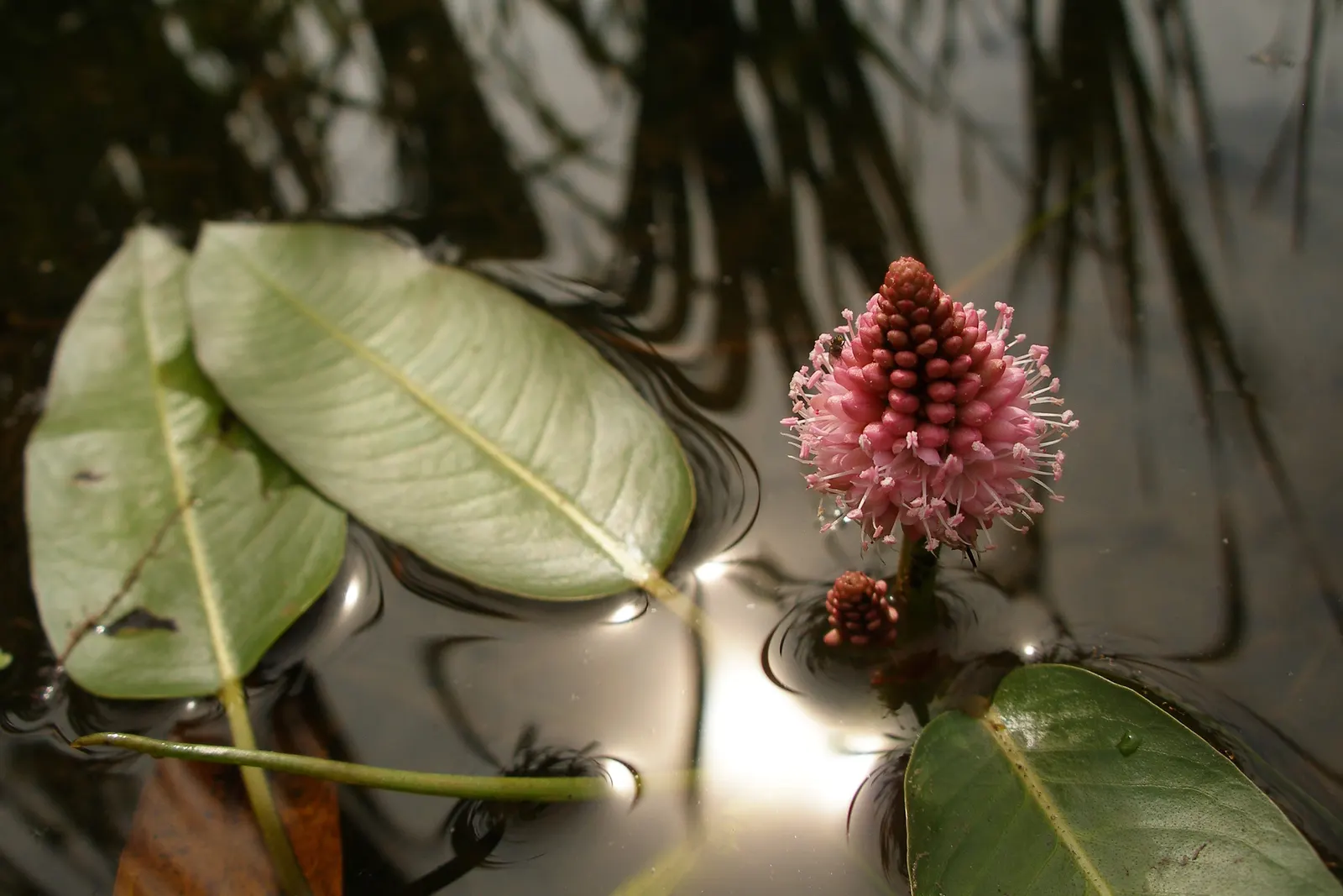 Smartweed, Knotweed (Persicaria Microcephala 'Red Dragon') — complimenting both modern and traditional landscape designs; the leaves unfurl to a size of