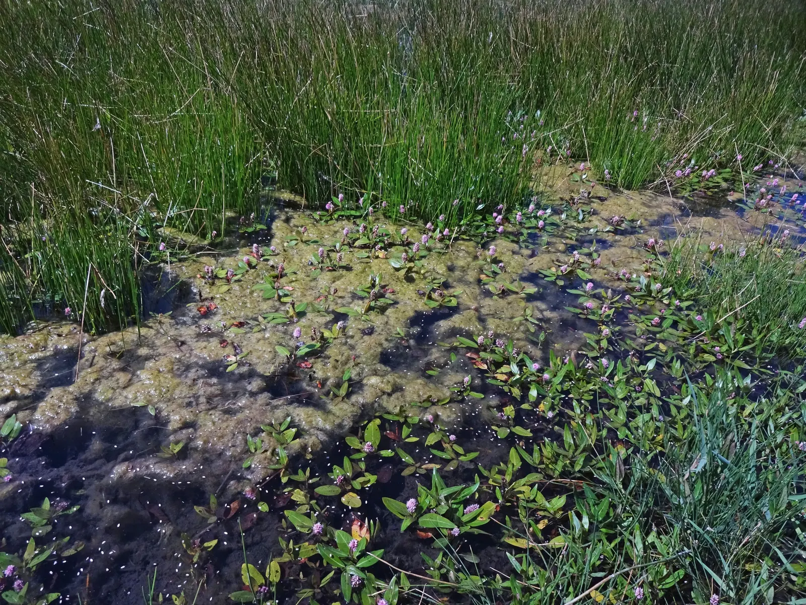 Smartweed, Knotweed (Persicaria Microcephala 'Red Dragon') — Mature specimens reach up to 3 feet in height and spread 2 to 4 feet wide; ideal for, image 93