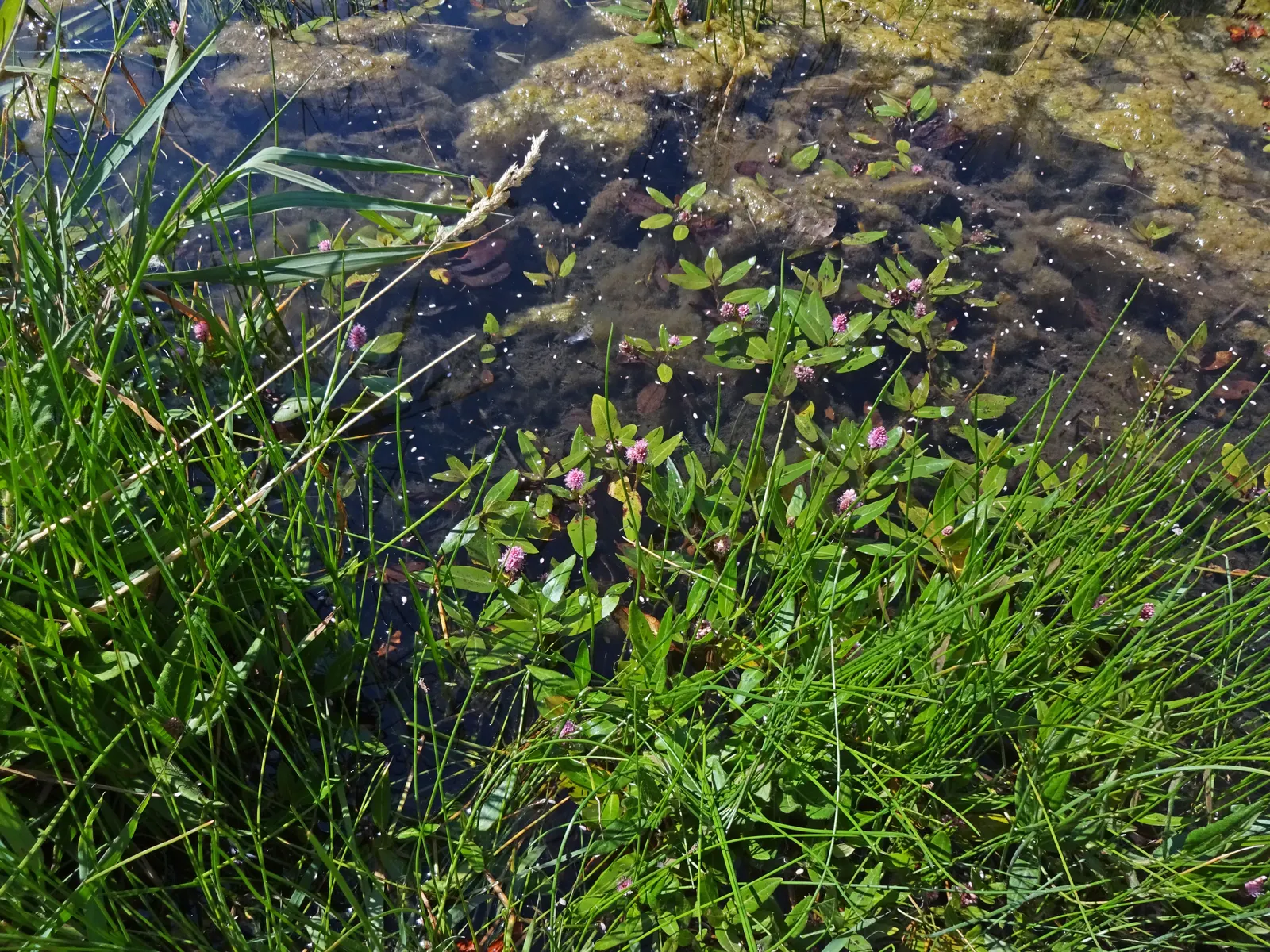 Smartweed, Knotweed (Persicaria Microcephala 'Red Dragon') — is an herbaceous perennial that offers a dramatic flourish to any landscape design; or, image 98