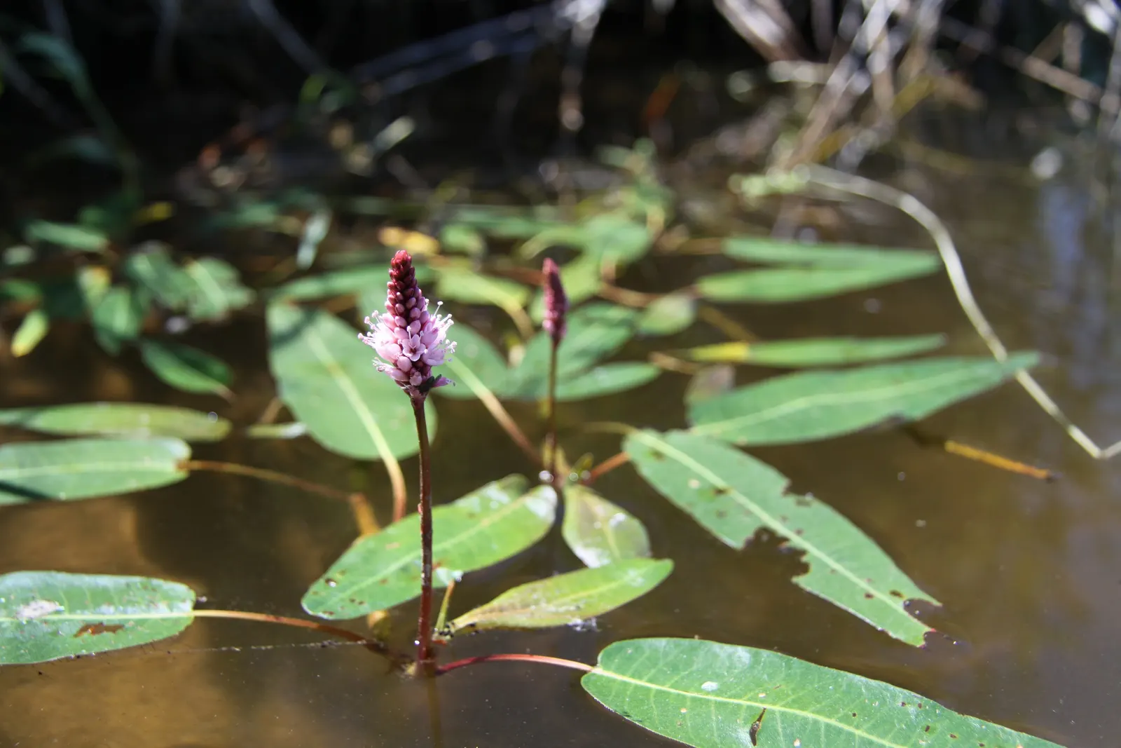 Smartweed, Knotweed (Persicaria Microcephala 'Red Dragon') — It's well-suited for USDA hardiness zones 4 to 8; these flowers add a delicate, image 78