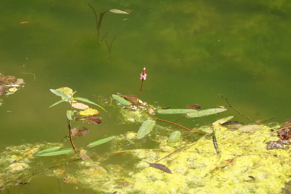 Smartweed, Knotweed (Persicaria Microcephala 'Red Dragon') — flourishing in partial shade to full sun and preferring consistently moist; white, image 56