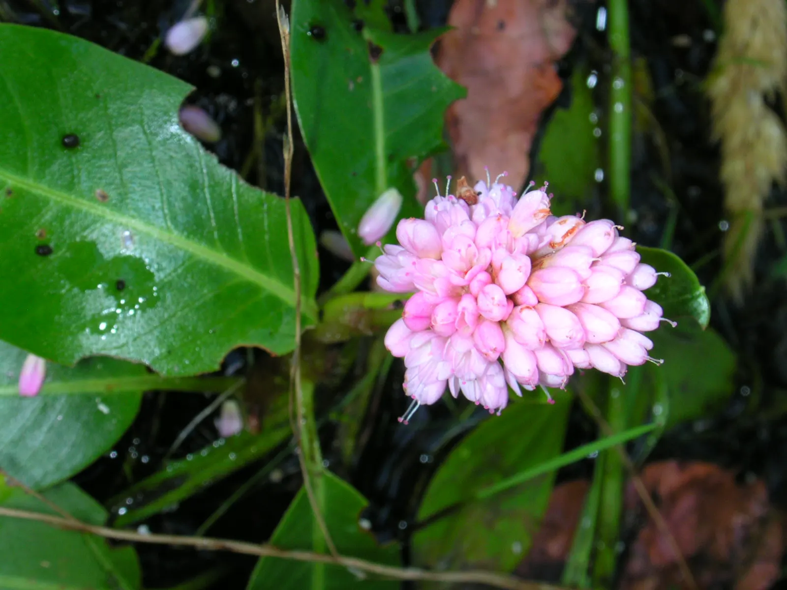 Smartweed, Knotweed (Persicaria Microcephala 'Red Dragon') — With its adaptability and ornamental qualities; 'Red Dragon' is excellent for adding, image 65