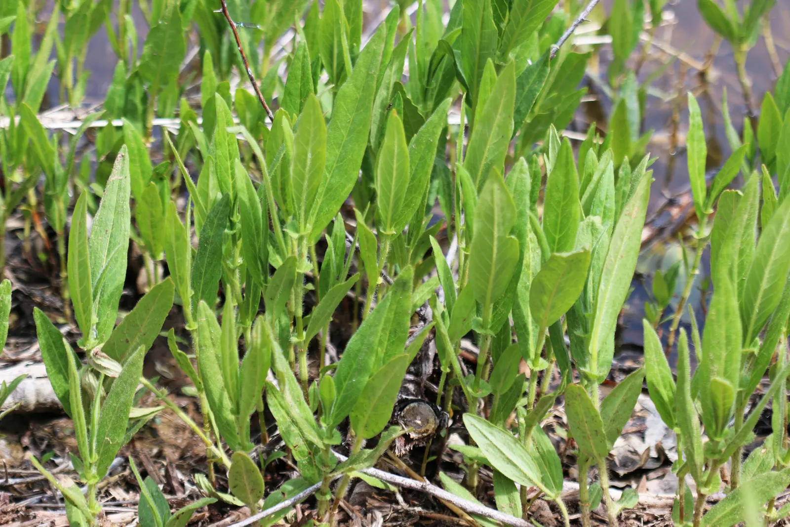 Smartweed, Knotweed (Persicaria Microcephala 'Red Dragon') — The leaves unfurl to a size of approximately 4 to 5 inches long