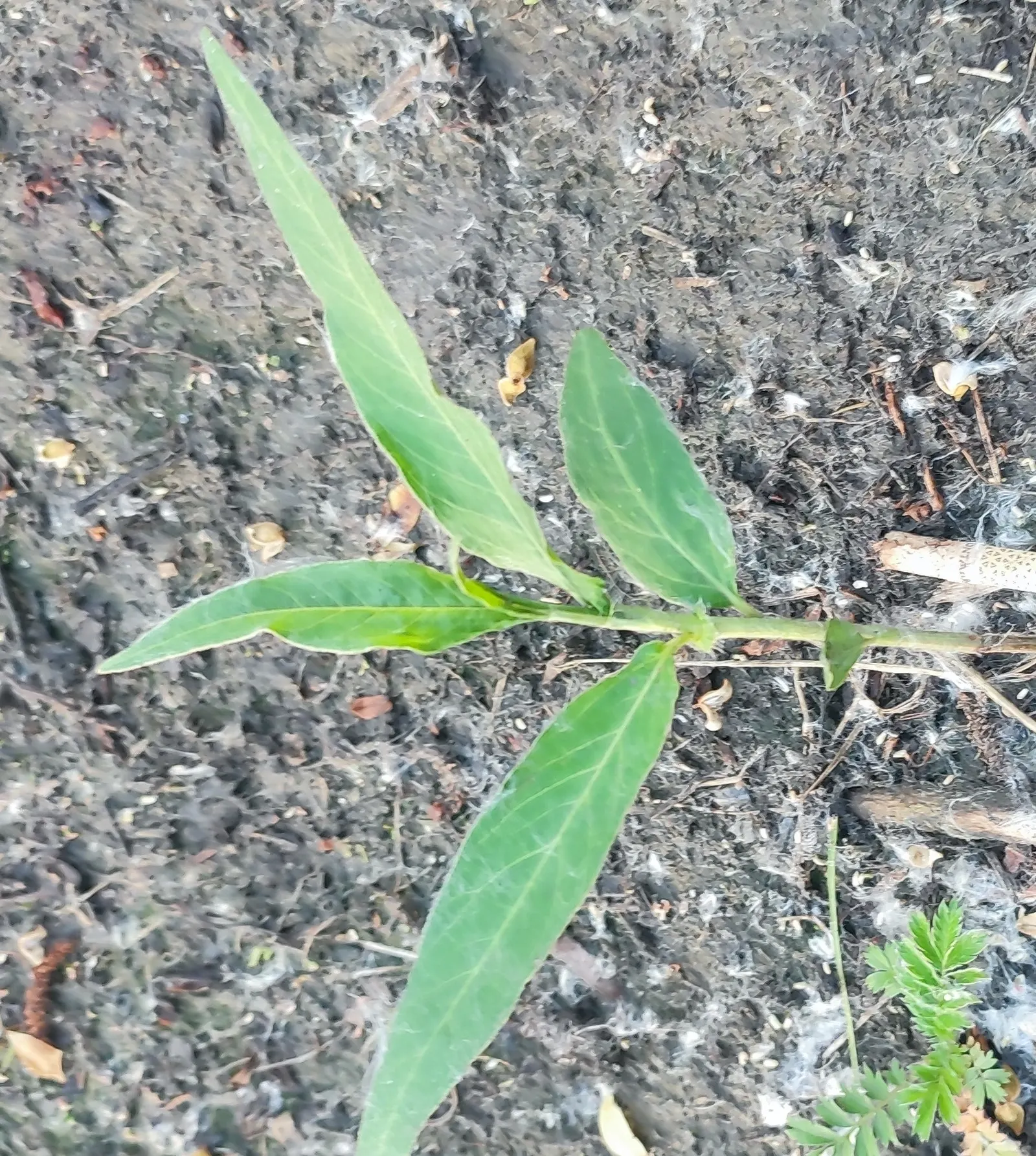Smartweed, Knotweed (Persicaria Microcephala 'Red Dragon') — is an herbaceous perennial that offers a dramatic flourish to any landscape design; or, image 75