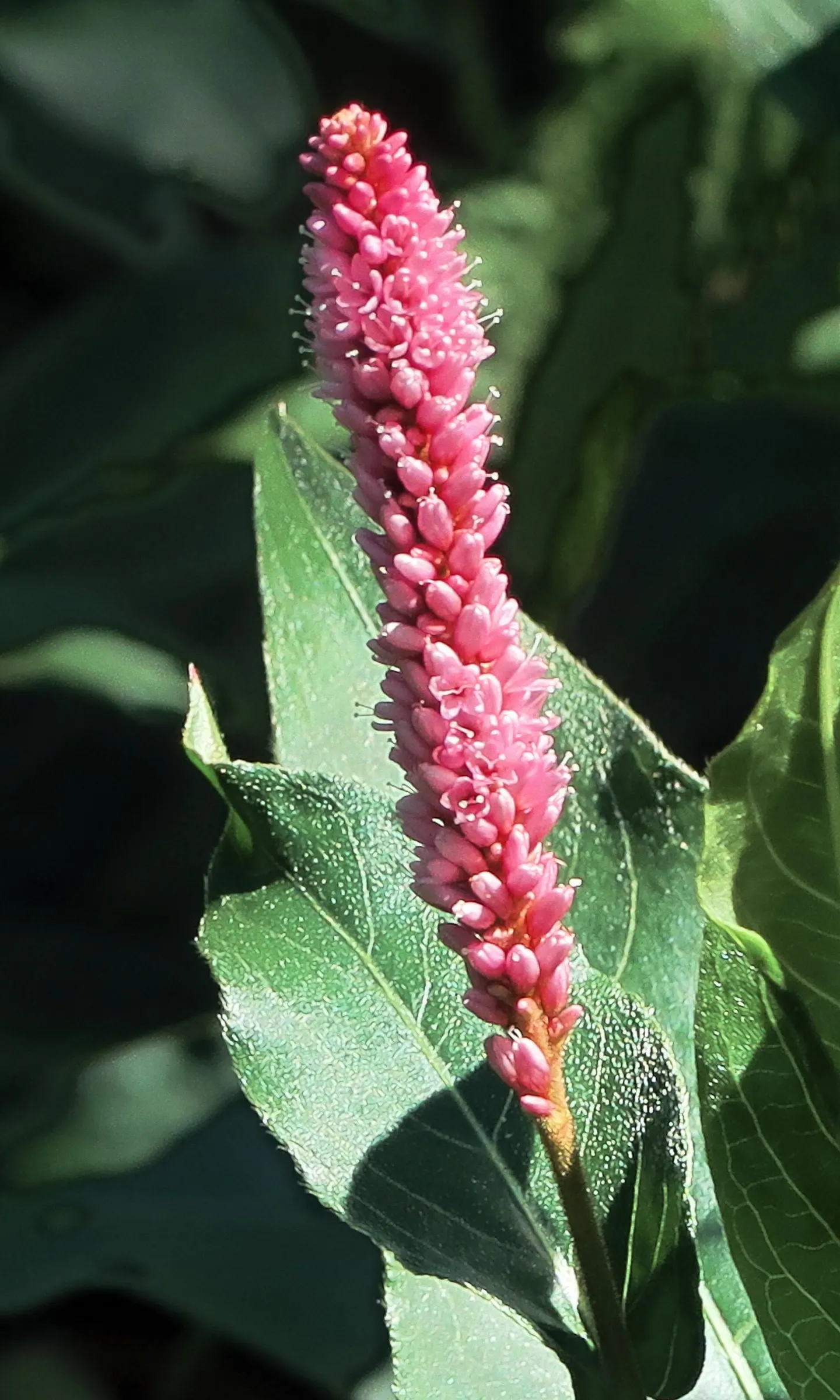 Smartweed, Knotweed (Persicaria Microcephala 'Red Dragon') — Ideal for adding contrast and color to borders and waterside plantings; this hardy, image 96