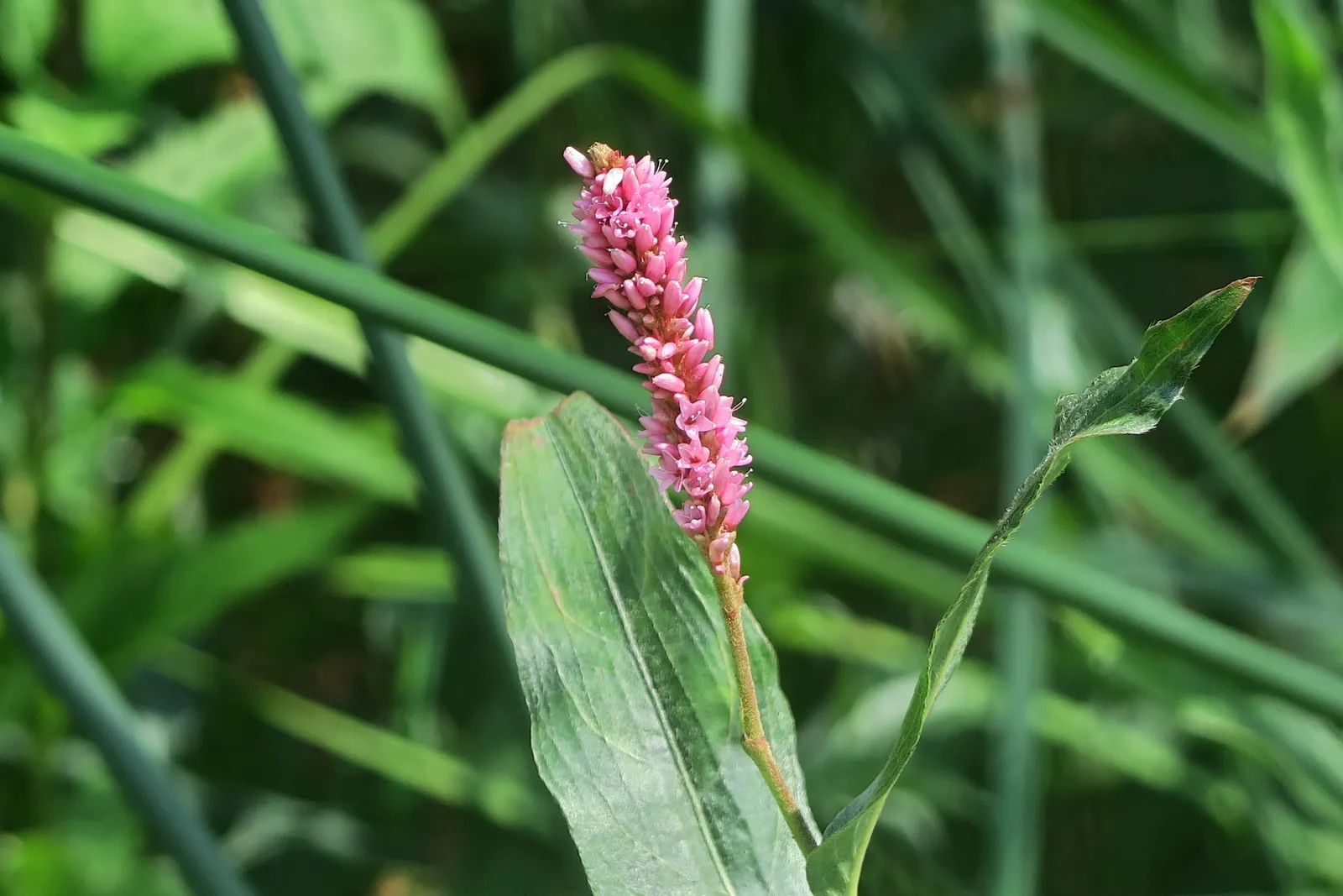 Smartweed, Knotweed (Persicaria Microcephala 'Red Dragon') — This hardy plant thrives in USDA zones 4-7, preferring partial shade and moist soil, image 94