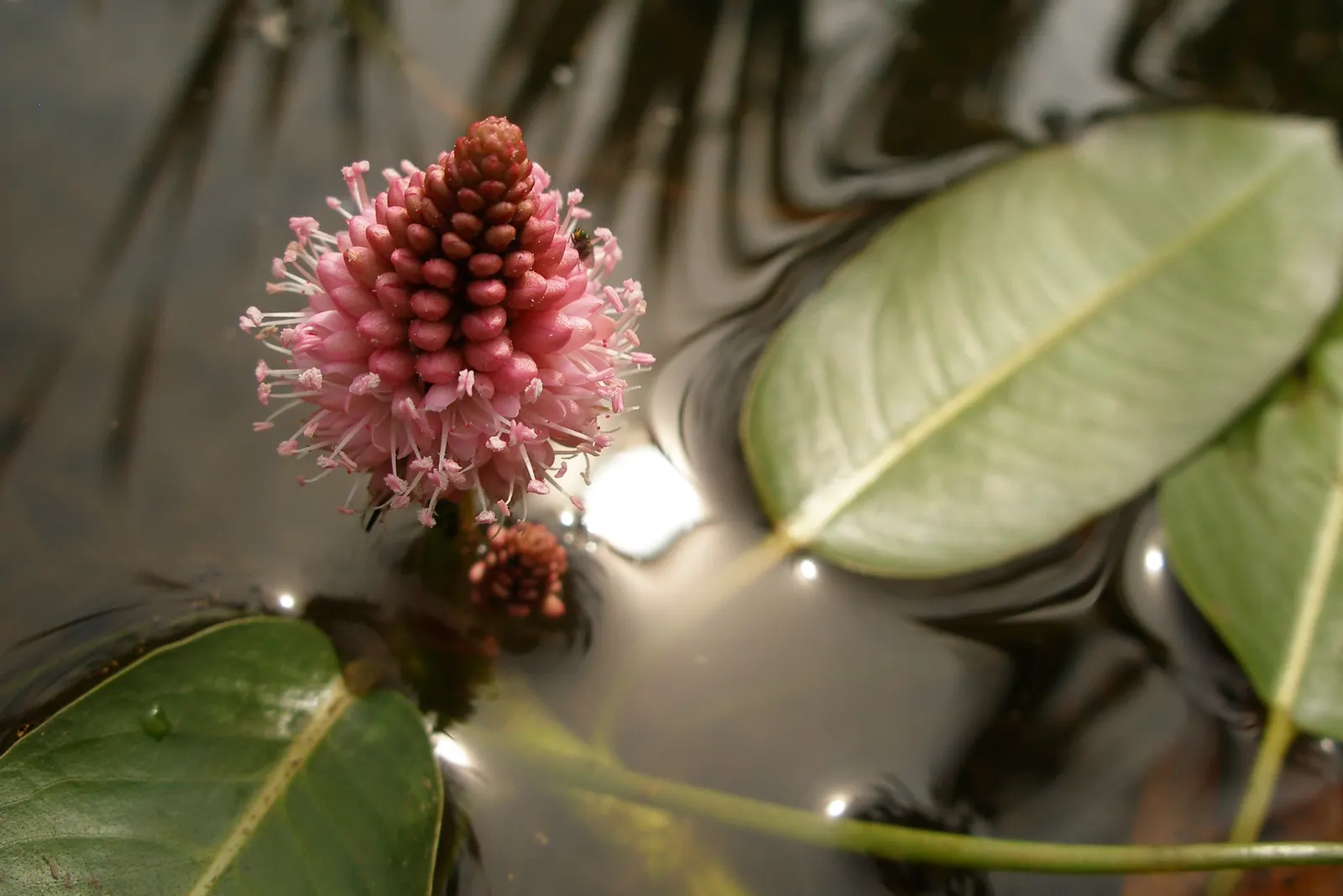 Smartweed, Knotweed (Persicaria Microcephala 'Red Dragon') — In late summer to early fall; commonly known as Smartweed or Knotweed
