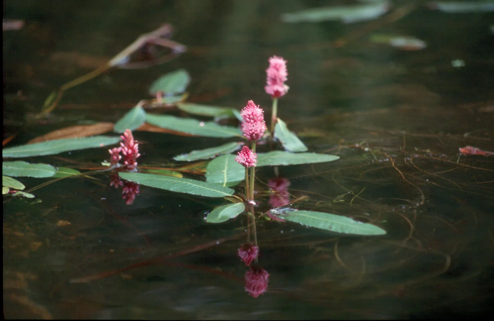 Smartweed, Knotweed (Persicaria Microcephala 'Red Dragon') — Though not the main attraction; with its adaptability and ornamental qualities
