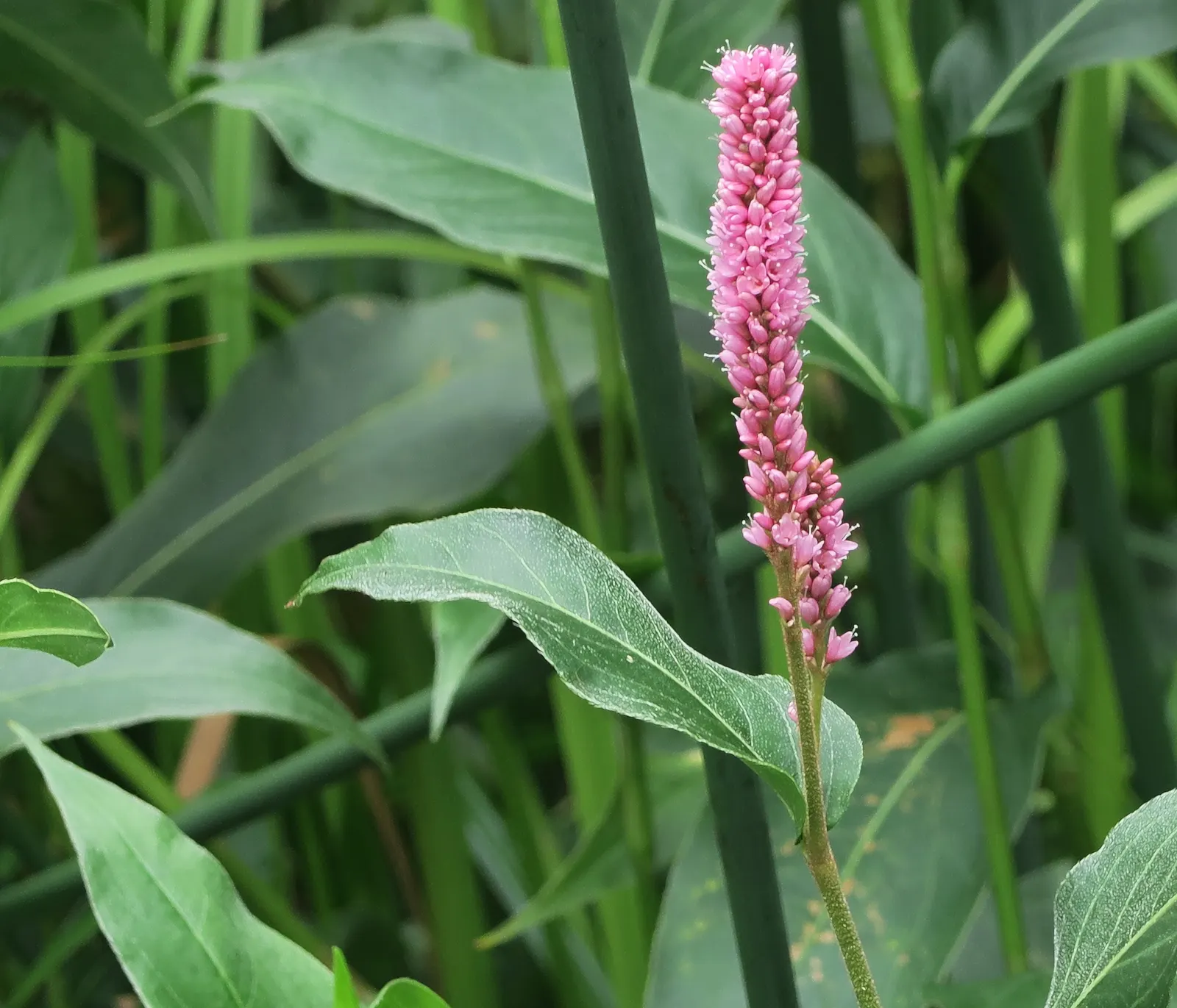 Smartweed, Knotweed (Persicaria Microcephala 'Red Dragon') — or as a backdrop for smaller perennials; it does have an assertive spreading nature, image 108