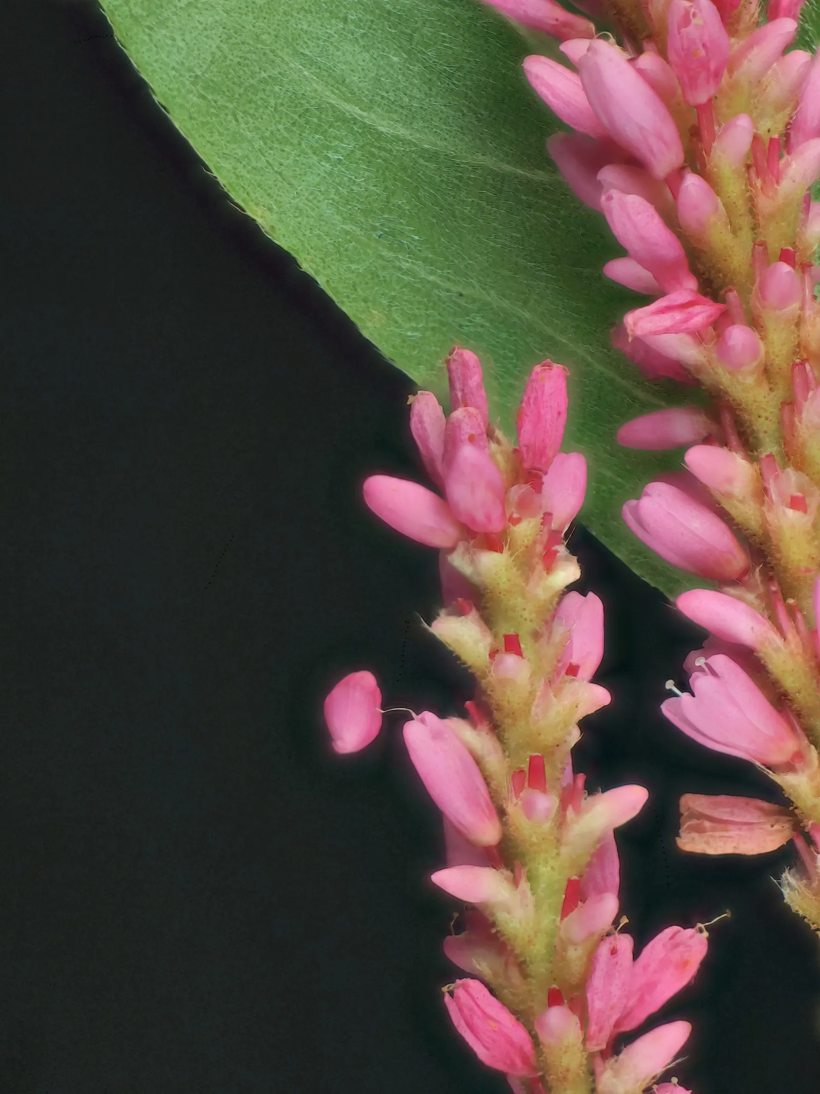 Smartweed, Knotweed (Persicaria Microcephala 'Red Dragon') — or as a backdrop for smaller perennials