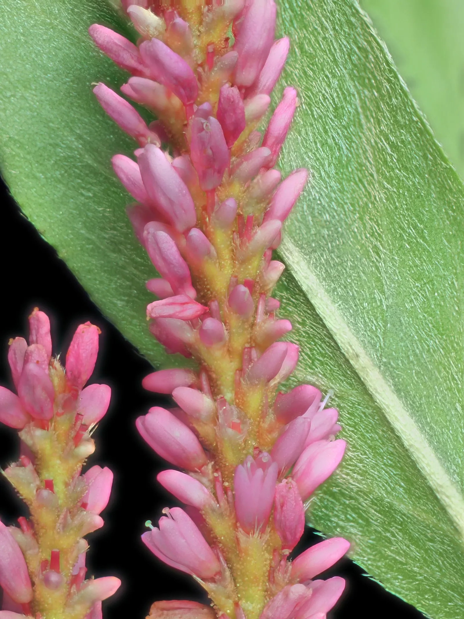Smartweed, Knotweed (Persicaria Microcephala 'Red Dragon') — commonly known as Smartweed or Knotweed; it's well-suited for USDA hardiness zones 4 to 8