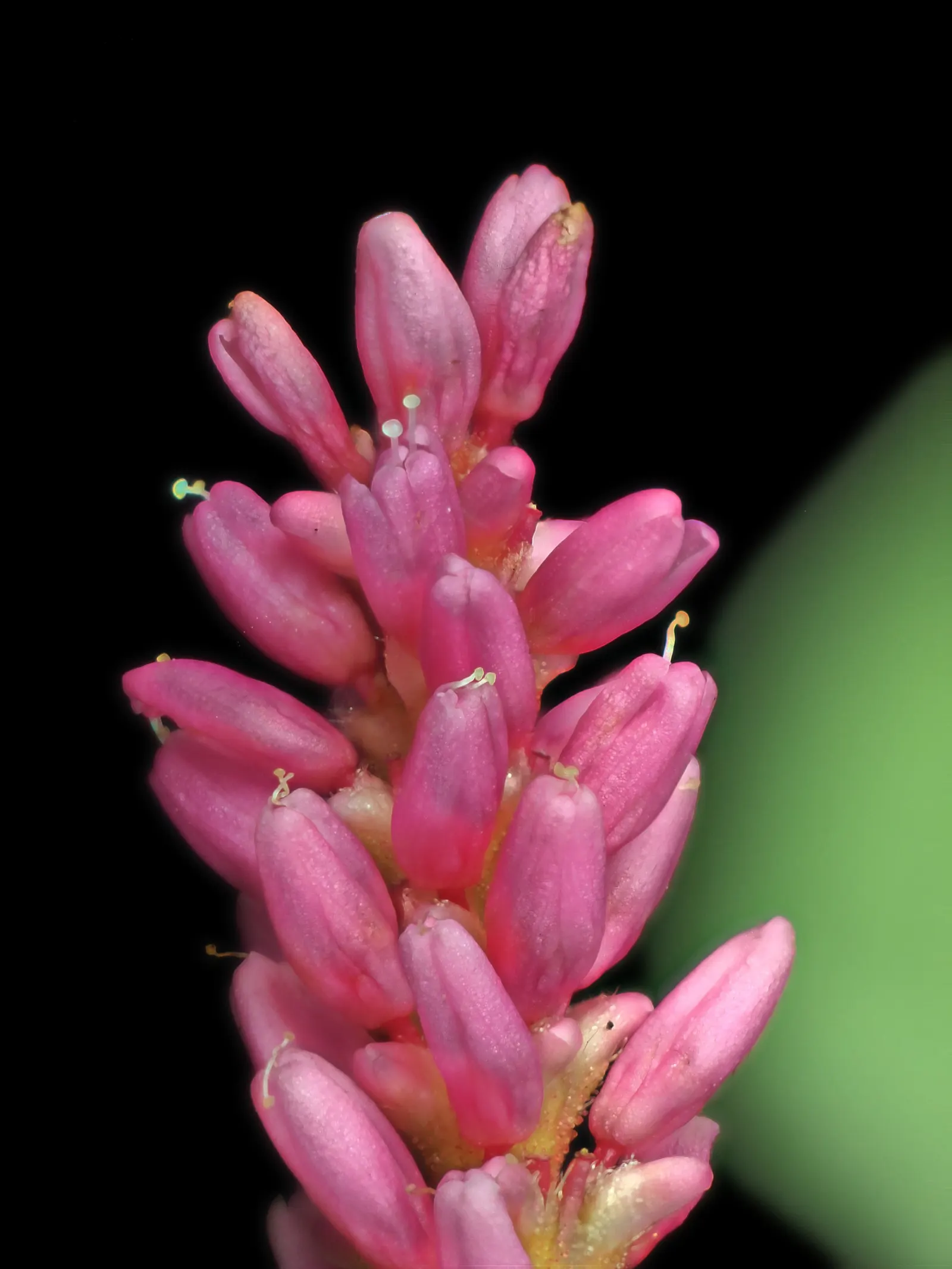Smartweed, Knotweed (Persicaria Microcephala 'Red Dragon') — perennial for full or half; this plant is sure to captivate and impress both the, image 69