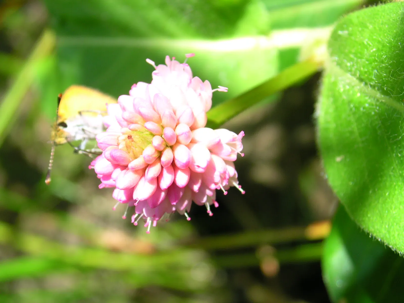 Smartweed, Knotweed (Persicaria Microcephala 'Red Dragon') — this plant is sure to captivate and impress both the designer and the client