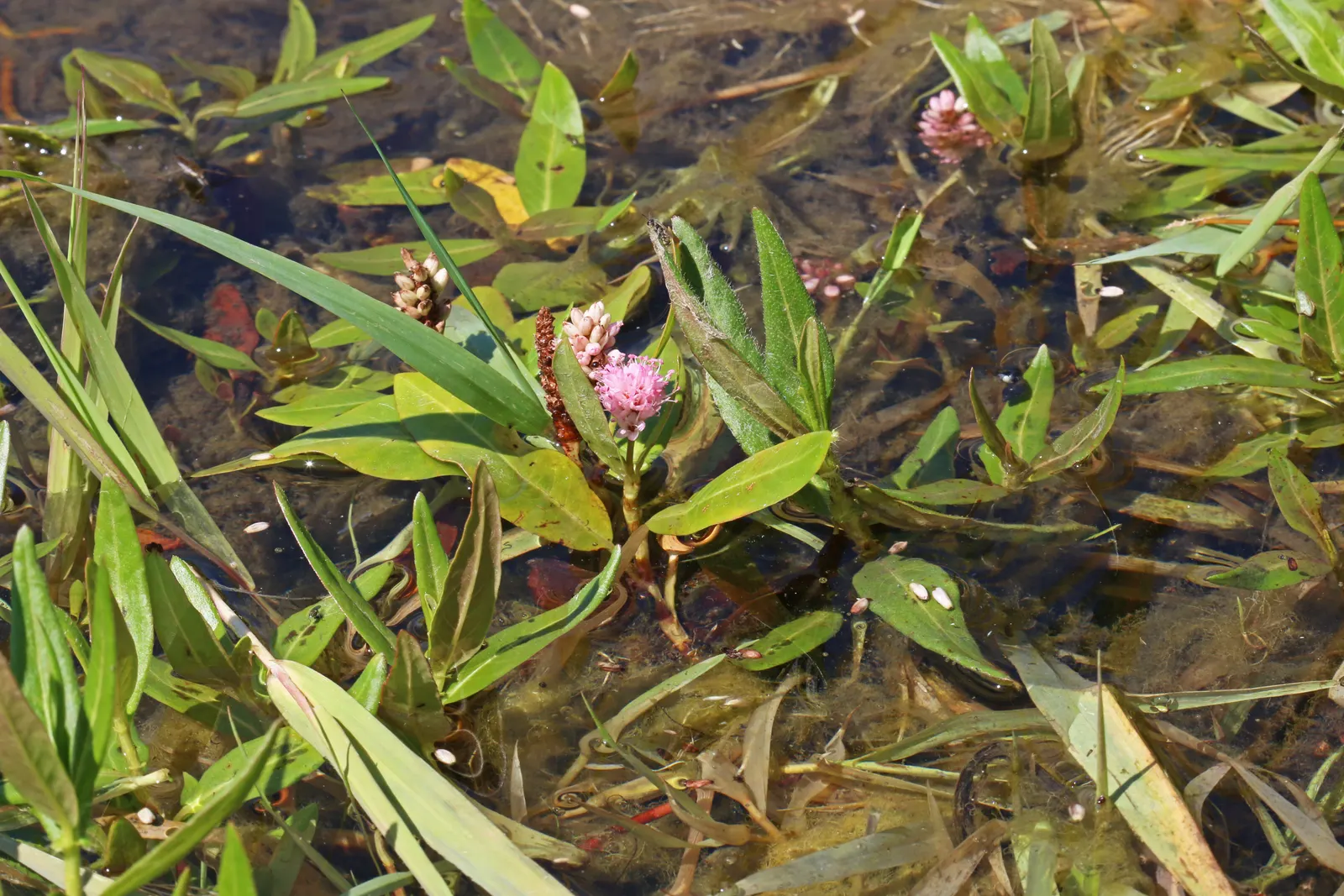 Smartweed, Knotweed (Persicaria Microcephala 'Red Dragon') — inconspicuous white to pale pink flowers that rise in airy clusters above the foliage, image 81