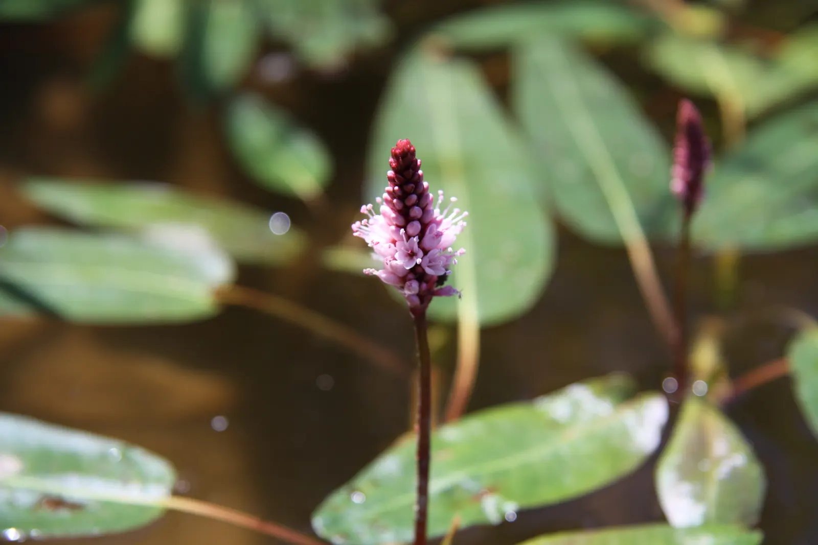 Smartweed, Knotweed (Persicaria Microcephala 'Red Dragon') — or as a backdrop for smaller perennials; it does have an assertive spreading nature, image 85