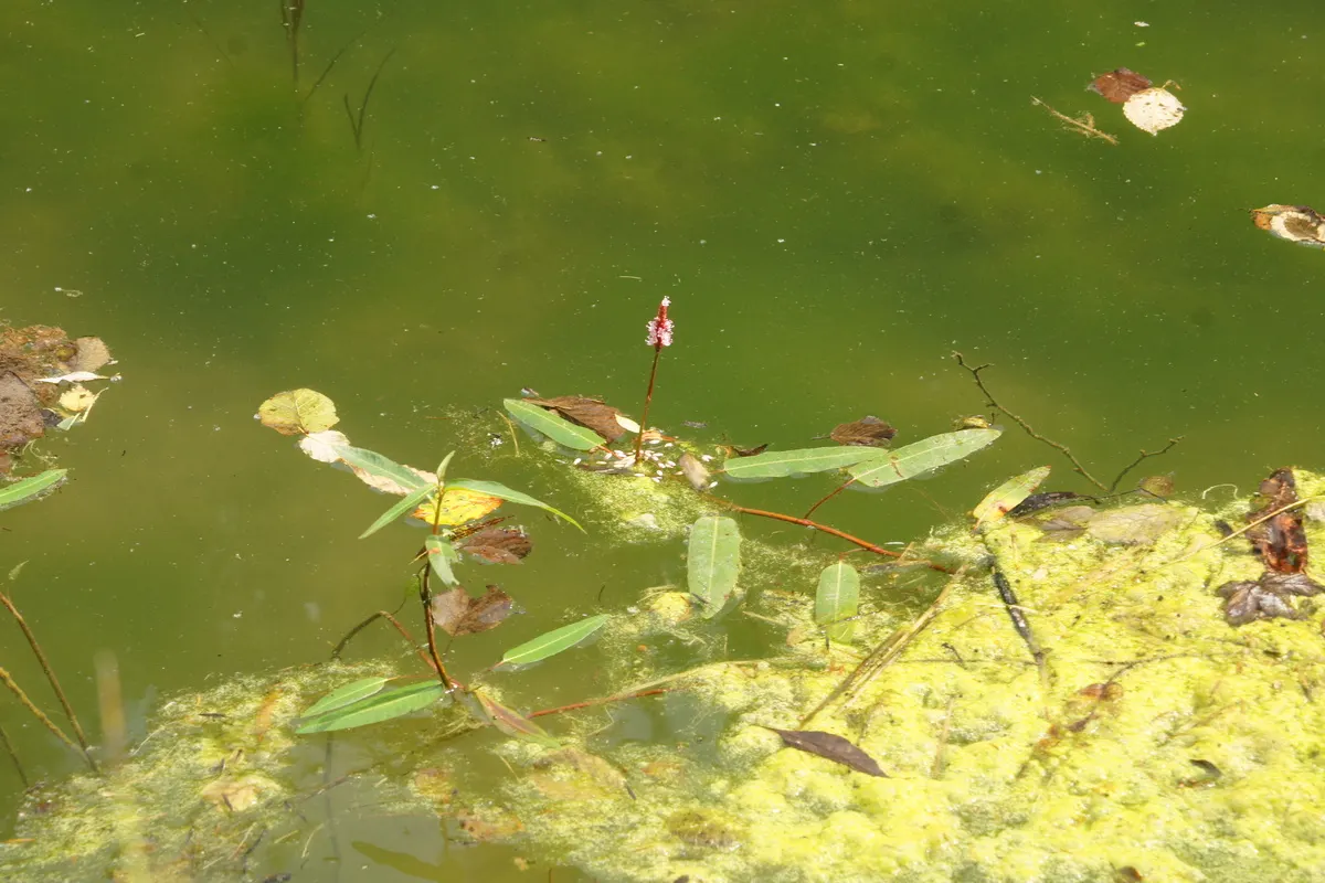 Smartweed, Knotweed (Persicaria Microcephala 'Red Dragon') — is an herbaceous perennial that offers a dramatic flourish to any landscape design; or, image 52