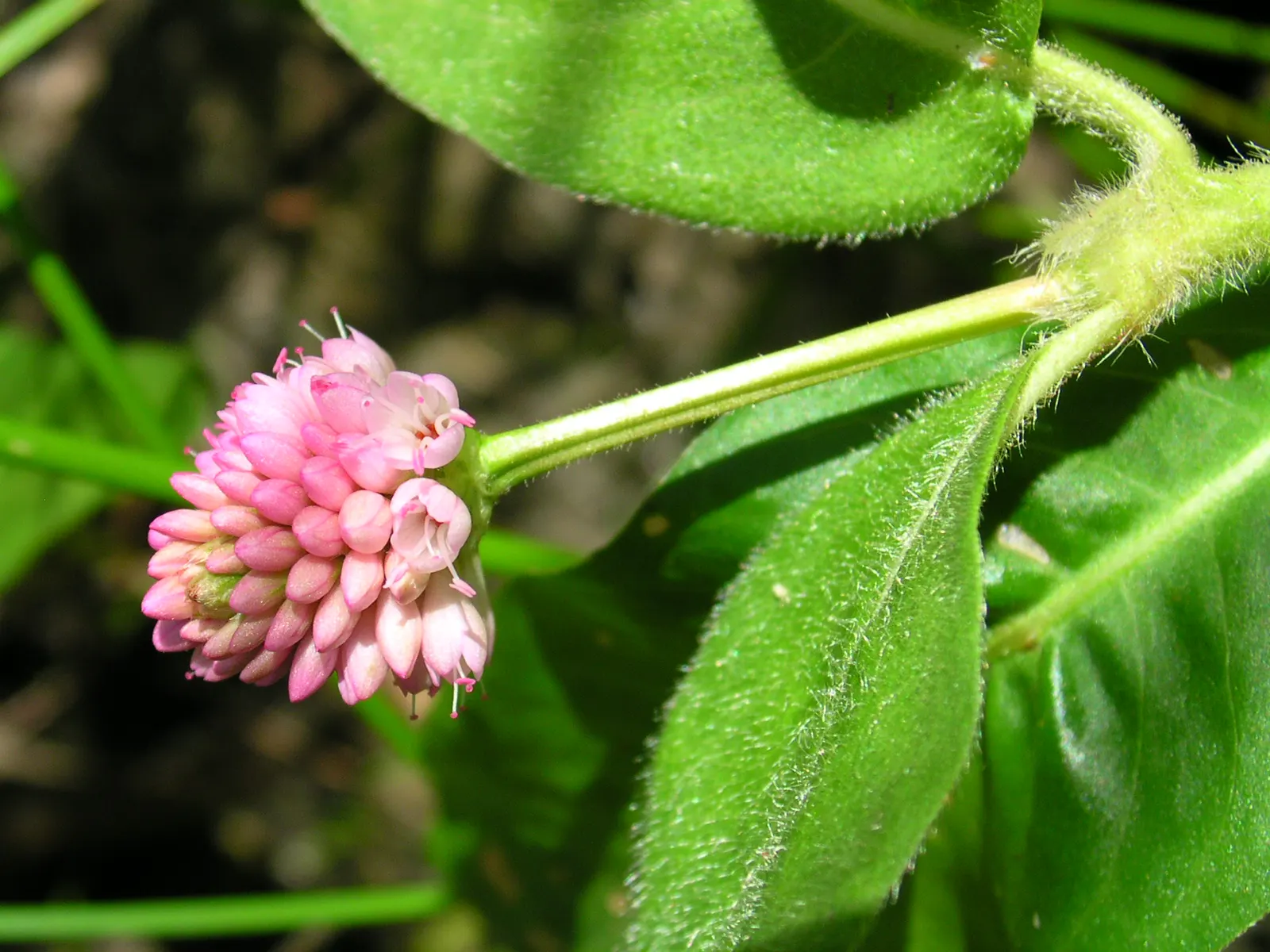 Smartweed, Knotweed (Persicaria Microcephala 'Red Dragon') — Its tiny, pinkish-white blooms appear in late summer, attracting pollinators; complimenting both