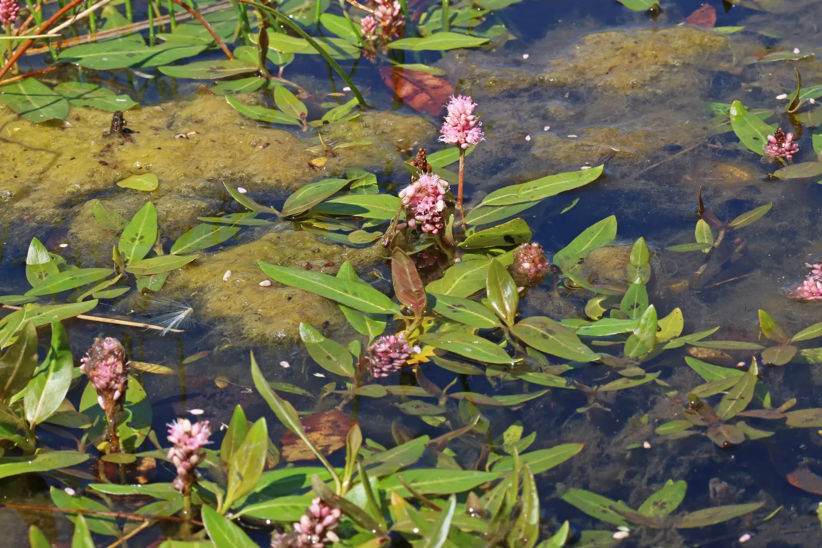 Smartweed, Knotweed (Persicaria Microcephala 'Red Dragon') — Mature specimens reach up to 3 feet in height and spread 2 to 4 feet wide; ideal for, image 70