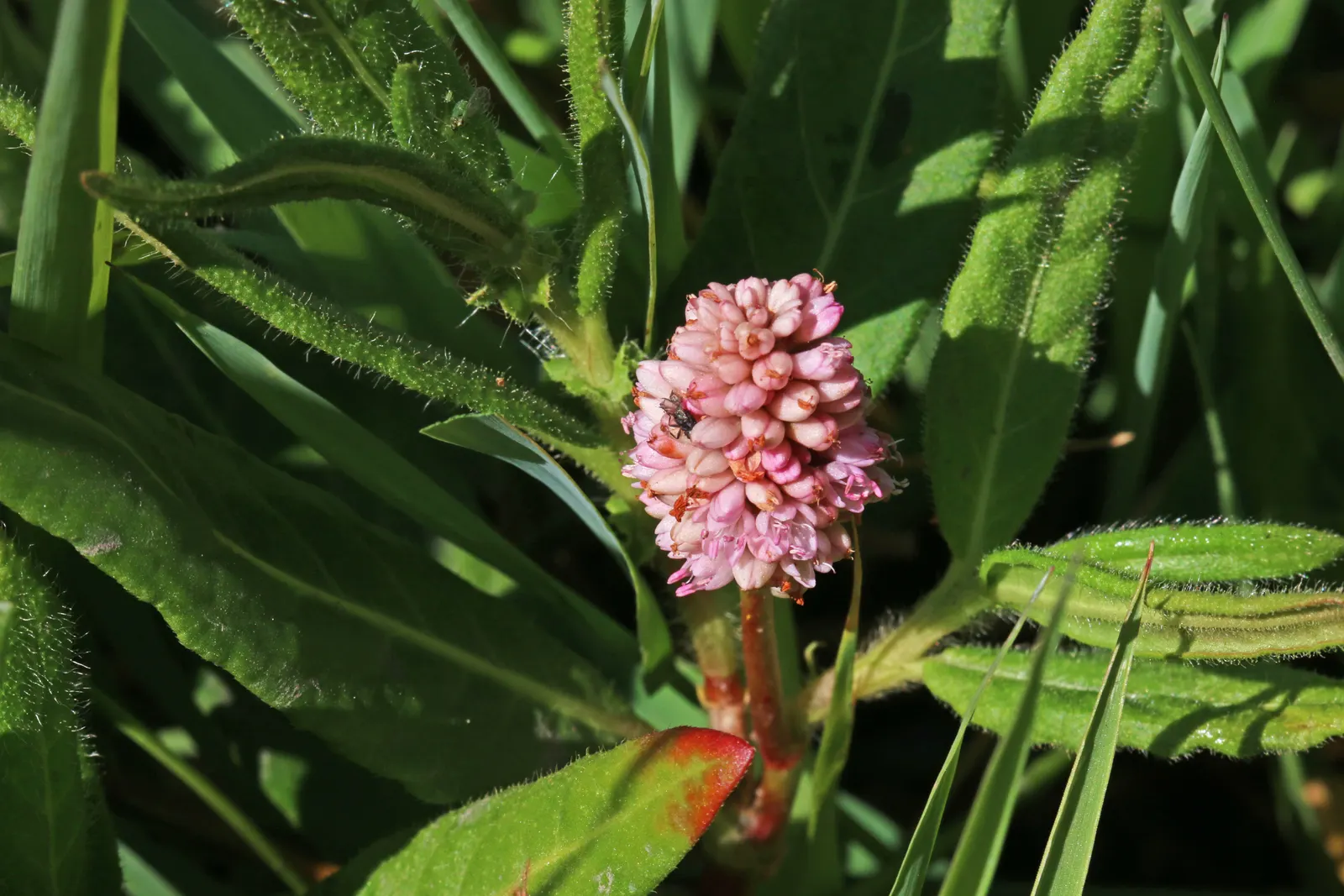 Smartweed, Knotweed (Persicaria Microcephala 'Red Dragon') — or as a backdrop for smaller perennials; it does have an assertive spreading nature