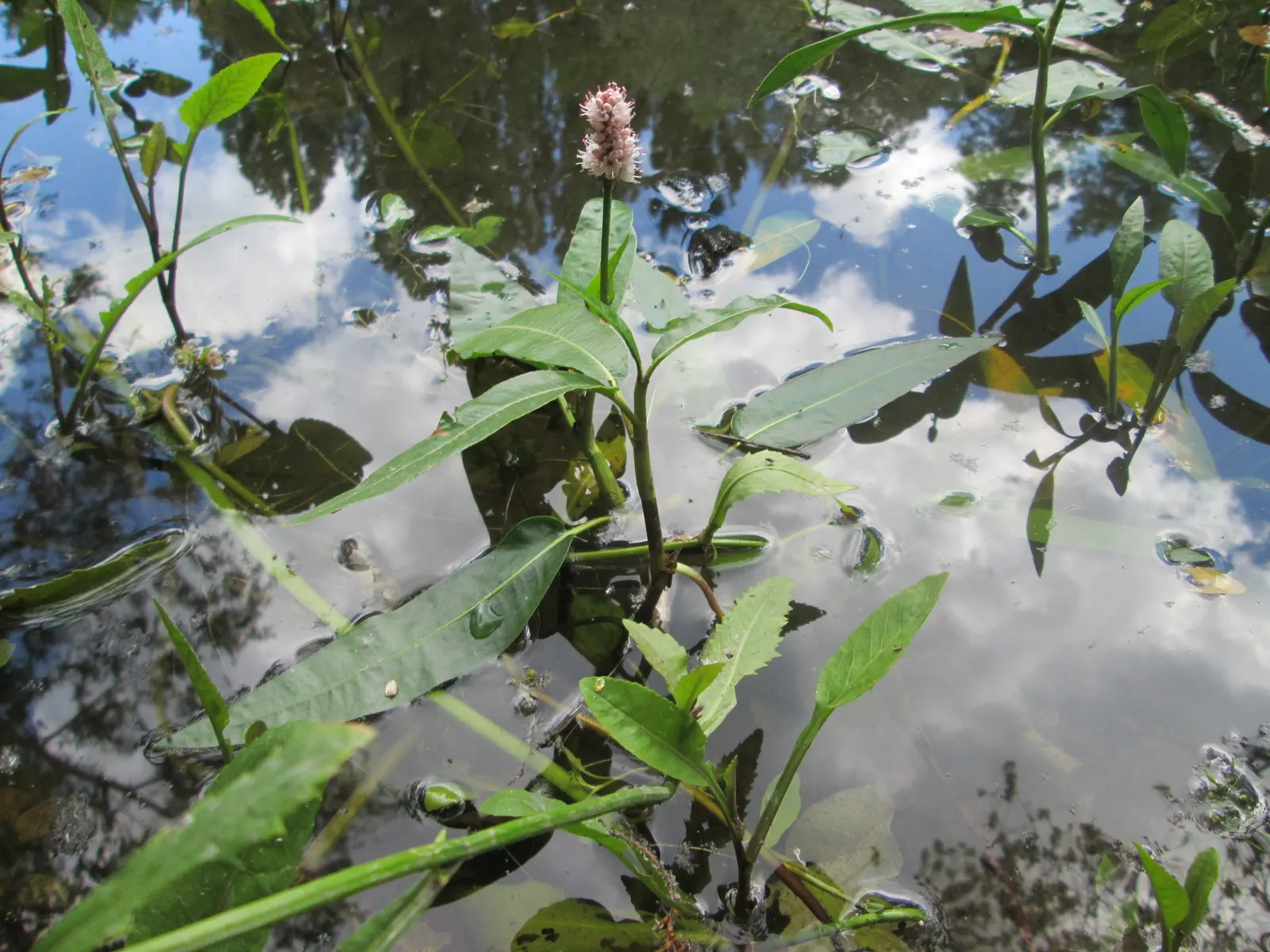 Smartweed, Knotweed (Persicaria Microcephala 'Red Dragon') — Though not the main attraction