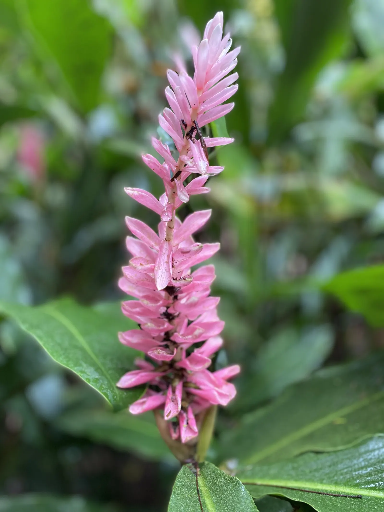 Smartweed, Knotweed (Persicaria Microcephala 'Red Dragon') — or as a backdrop for smaller perennials; it does have an assertive spreading nature, image 62