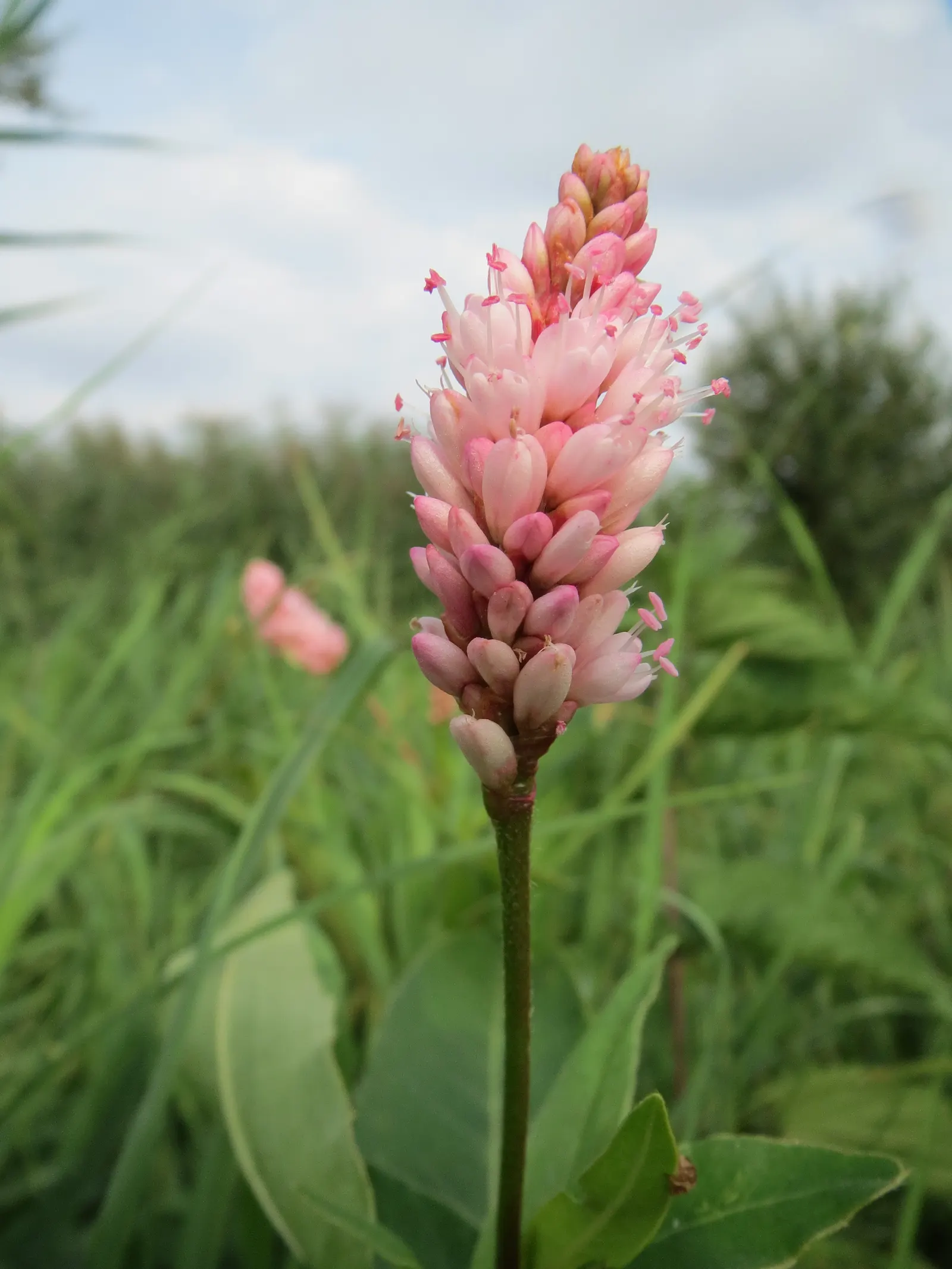 Smartweed, Knotweed (Persicaria Microcephala 'Red Dragon') — perennial with white blooms; though not the main attraction, image 91