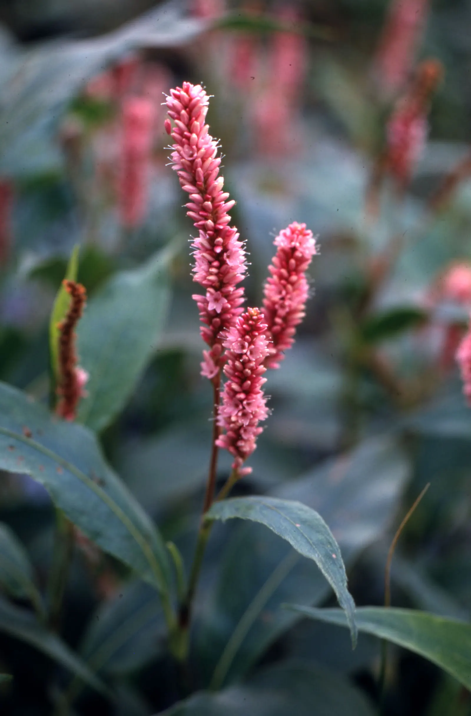 Smartweed, Knotweed (Persicaria Microcephala 'Red Dragon') — inconspicuous white to pale pink flowers that rise in airy clusters above the foliage, image 35