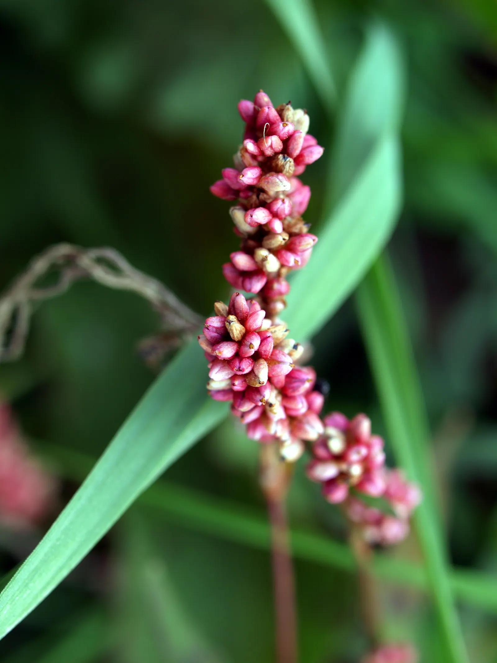 Smartweed, Knotweed (Persicaria Microcephala 'Red Dragon') — this plant is sure to captivate and impress both the designer and the client, image 112
