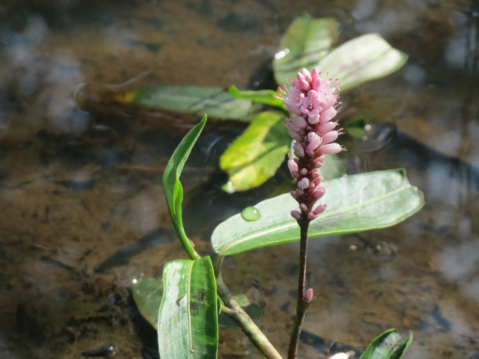 Smartweed, Knotweed (Persicaria Microcephala 'Red Dragon') — This hardy plant thrives in USDA zones 4-7, preferring partial shade and moist soil, image 71