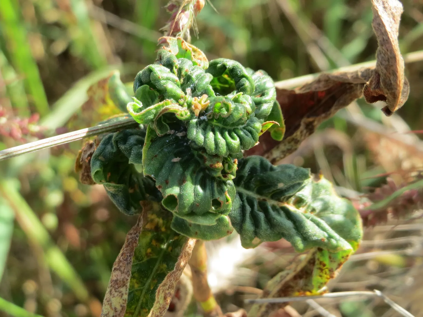 Smartweed, Knotweed (Persicaria Microcephala 'Red Dragon') — is an herbaceous perennial that offers a dramatic flourish to any landscape design; or as a