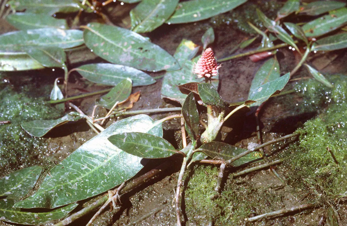 Smartweed, Knotweed (Persicaria Microcephala 'Red Dragon') — inconspicuous white to pale pink flowers that rise in airy clusters above the foliage