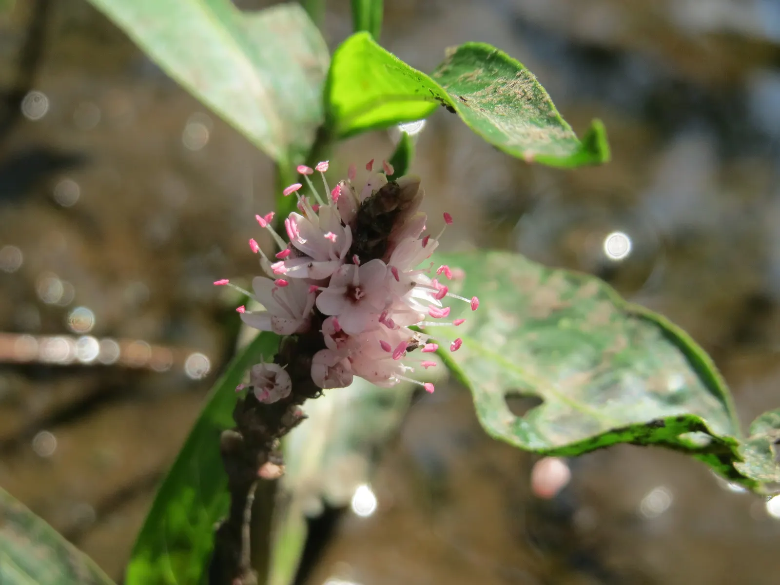 Smartweed, Knotweed (Persicaria Microcephala 'Red Dragon') — Though not the main attraction; with its adaptability and ornamental qualities, image 59