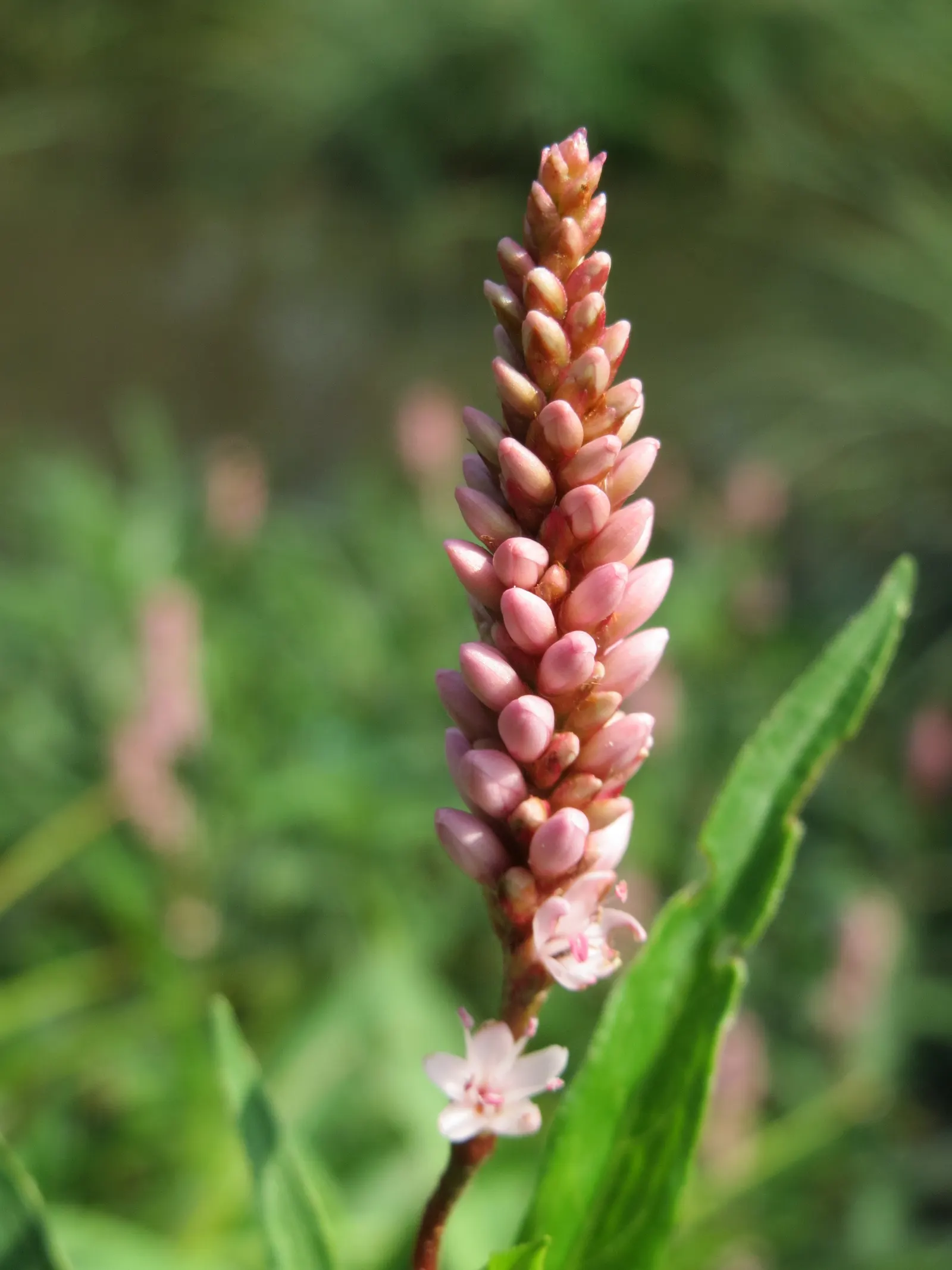 Smartweed, Knotweed (Persicaria Microcephala 'Red Dragon') — white flowers in the garden; is an herbaceous perennial that offers a dramatic, image 90