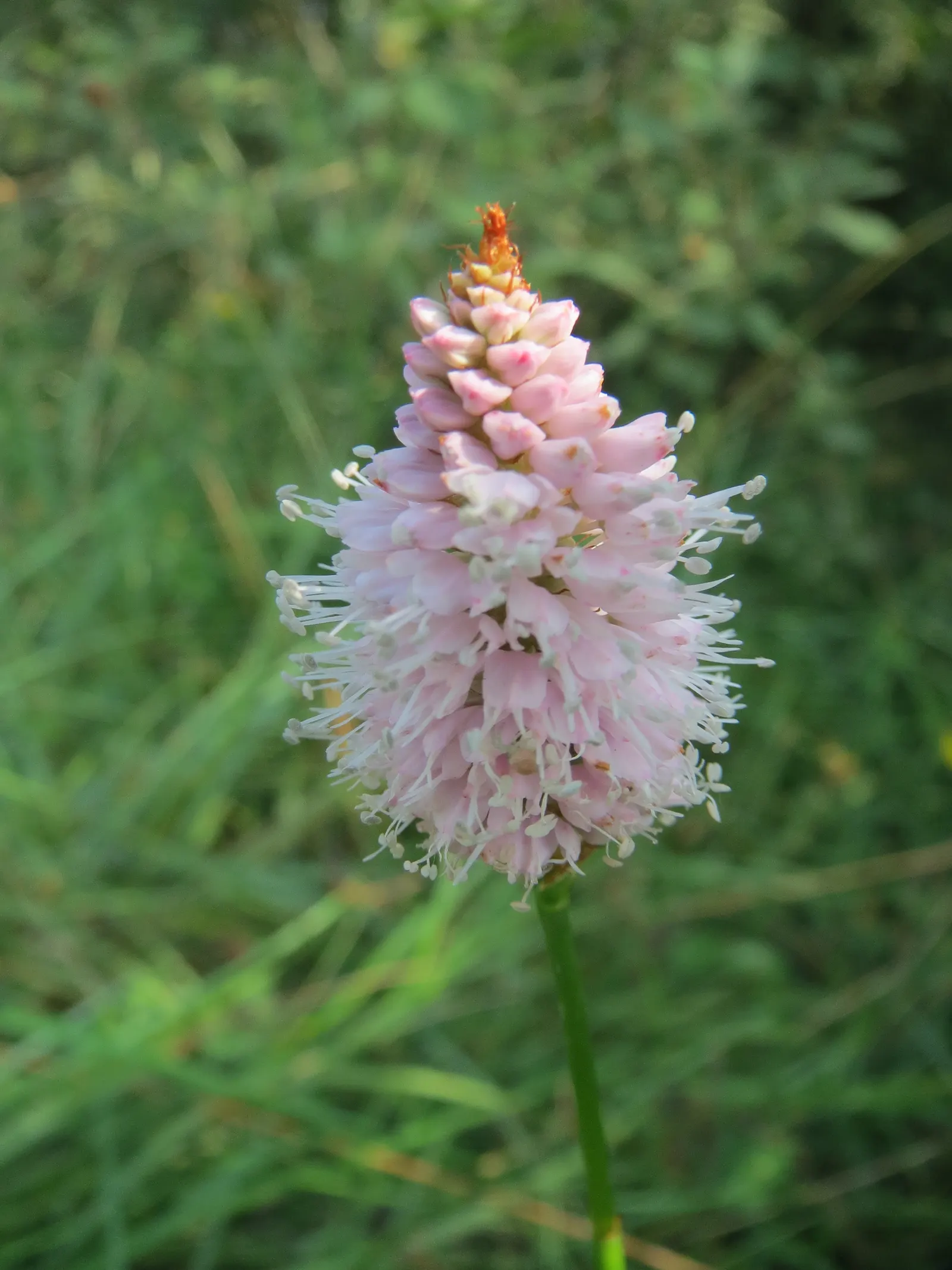 Smartweed, Knotweed (Persicaria Microcephala 'Red Dragon') — these flowers add a delicate contrast to the bold leaves.<br><br>As an easy-to-grow plant