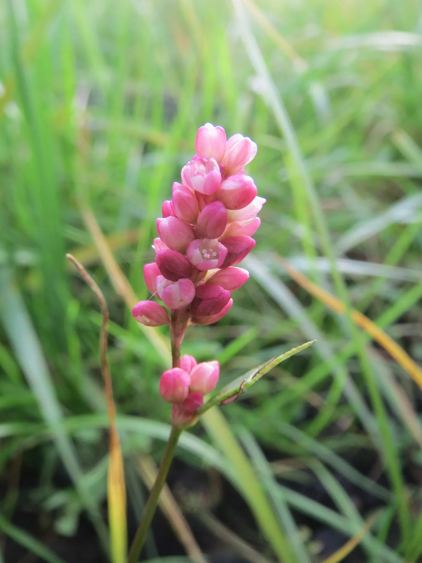 Smartweed, Knotweed (Persicaria Microcephala 'Red Dragon') — perennial with white blooms; though not the main attraction