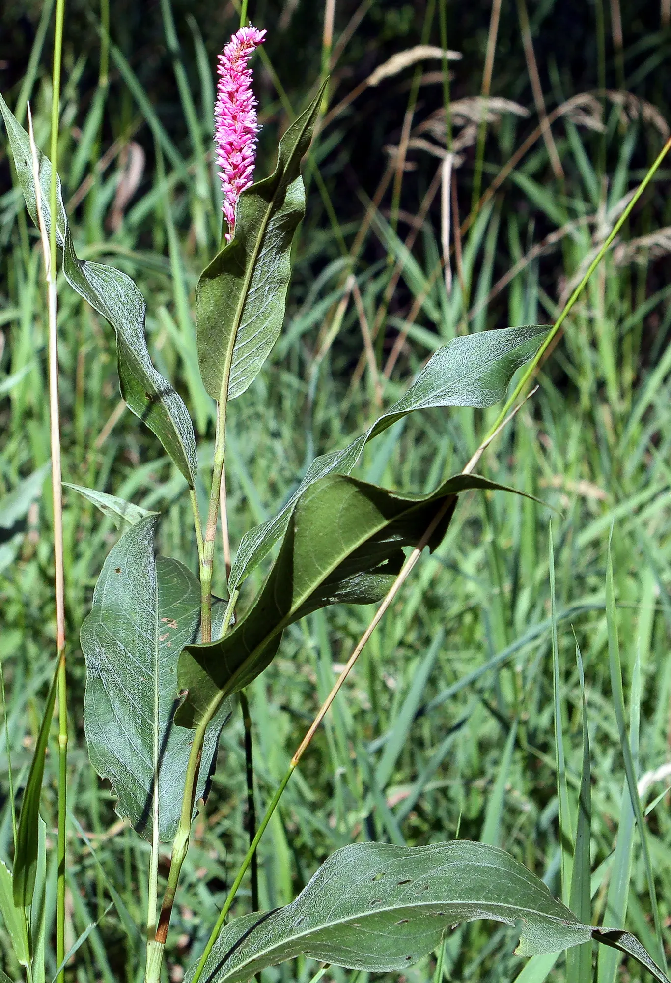 Smartweed, Knotweed (Persicaria Microcephala 'Red Dragon') — This variety is prized for its striking foliage; perennial for full or half, image 76