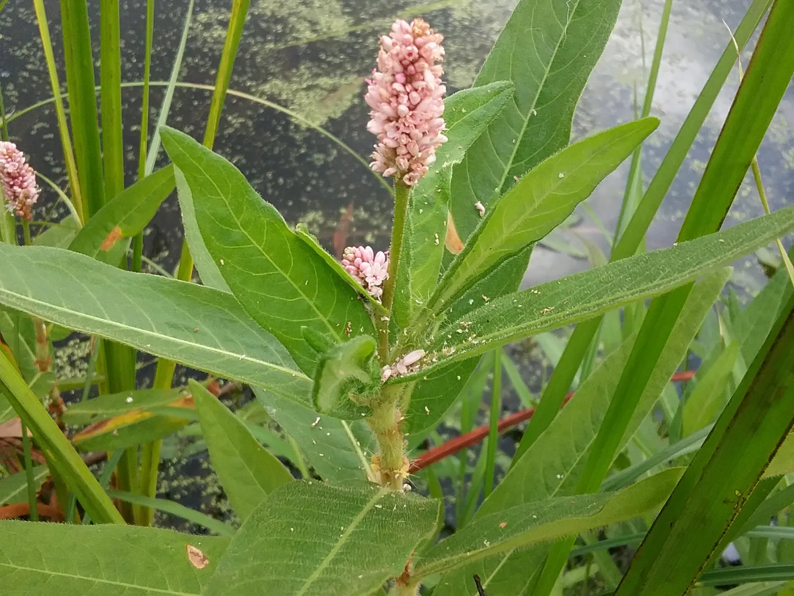 Smartweed, Knotweed (Persicaria Microcephala 'Red Dragon') — perennial for full or half; this plant is sure to captivate and impress both the designer and the