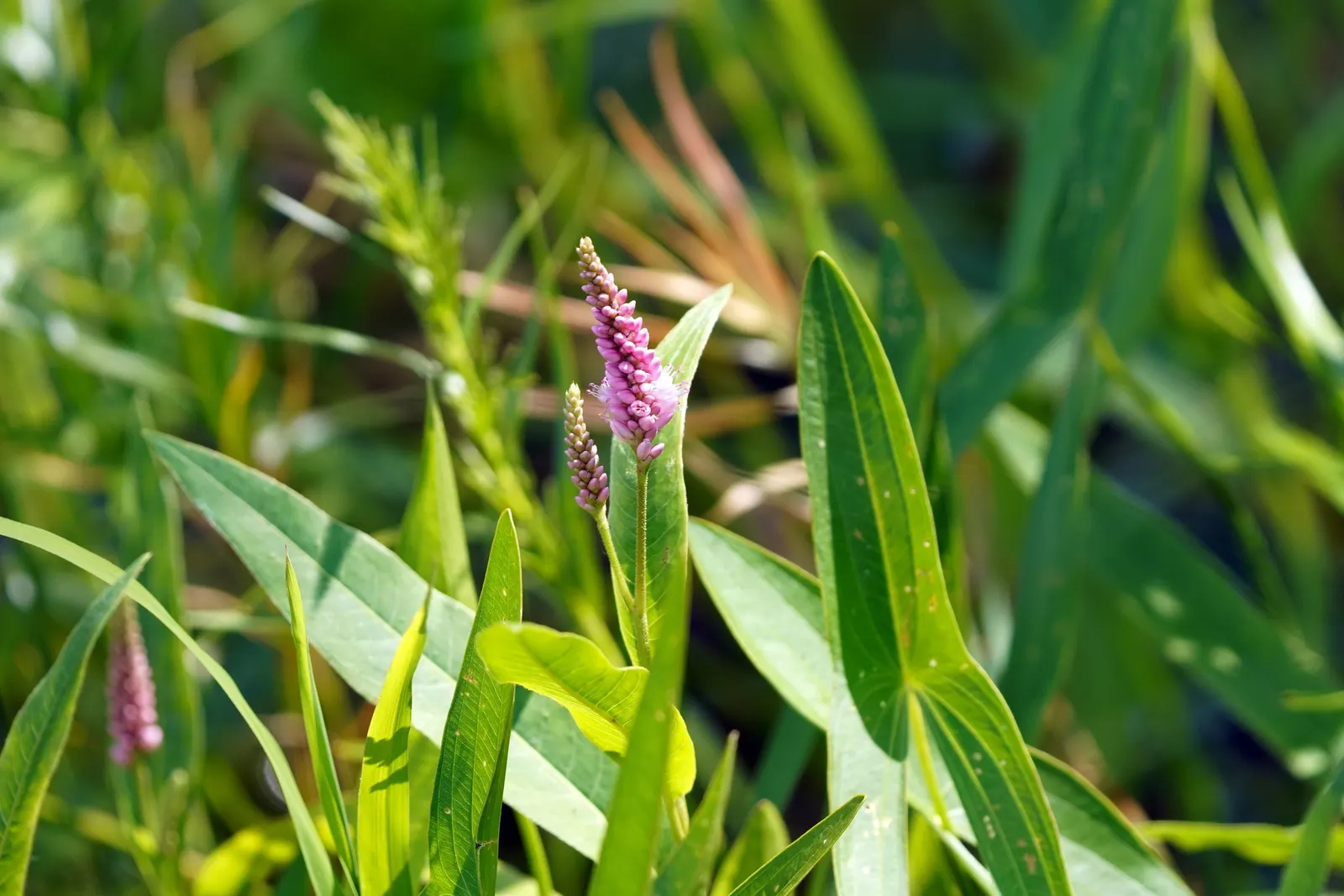 Smartweed, Knotweed (Persicaria Microcephala 'Red Dragon') — With its adaptability and ornamental qualities; 'Red Dragon' is excellent for adding, image 88