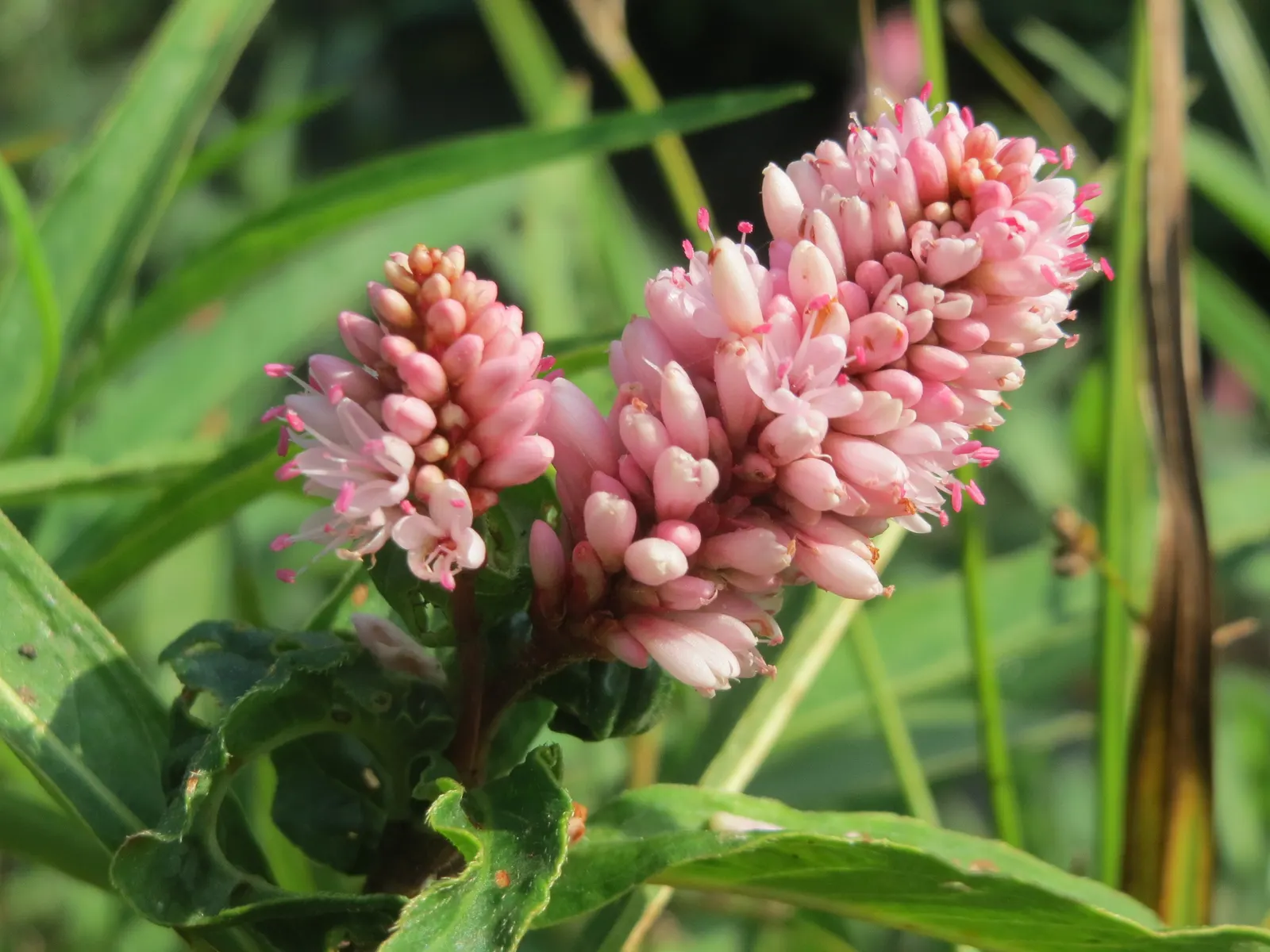 Smartweed, Knotweed (Persicaria Microcephala 'Red Dragon') — this plant is sure to captivate and impress both the designer and the client, image 89