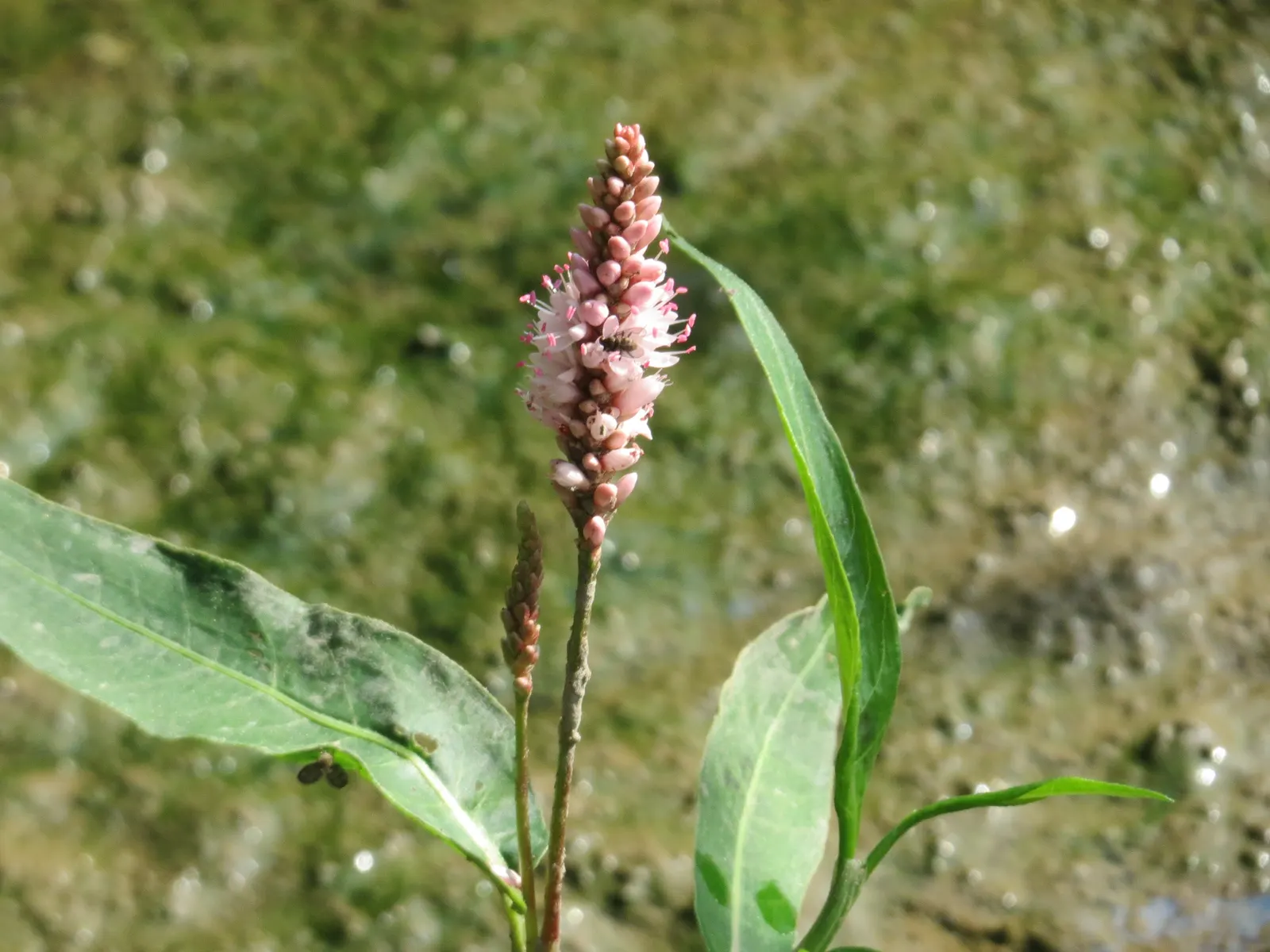 Smartweed, Knotweed (Persicaria Microcephala 'Red Dragon') — In late summer to early fall