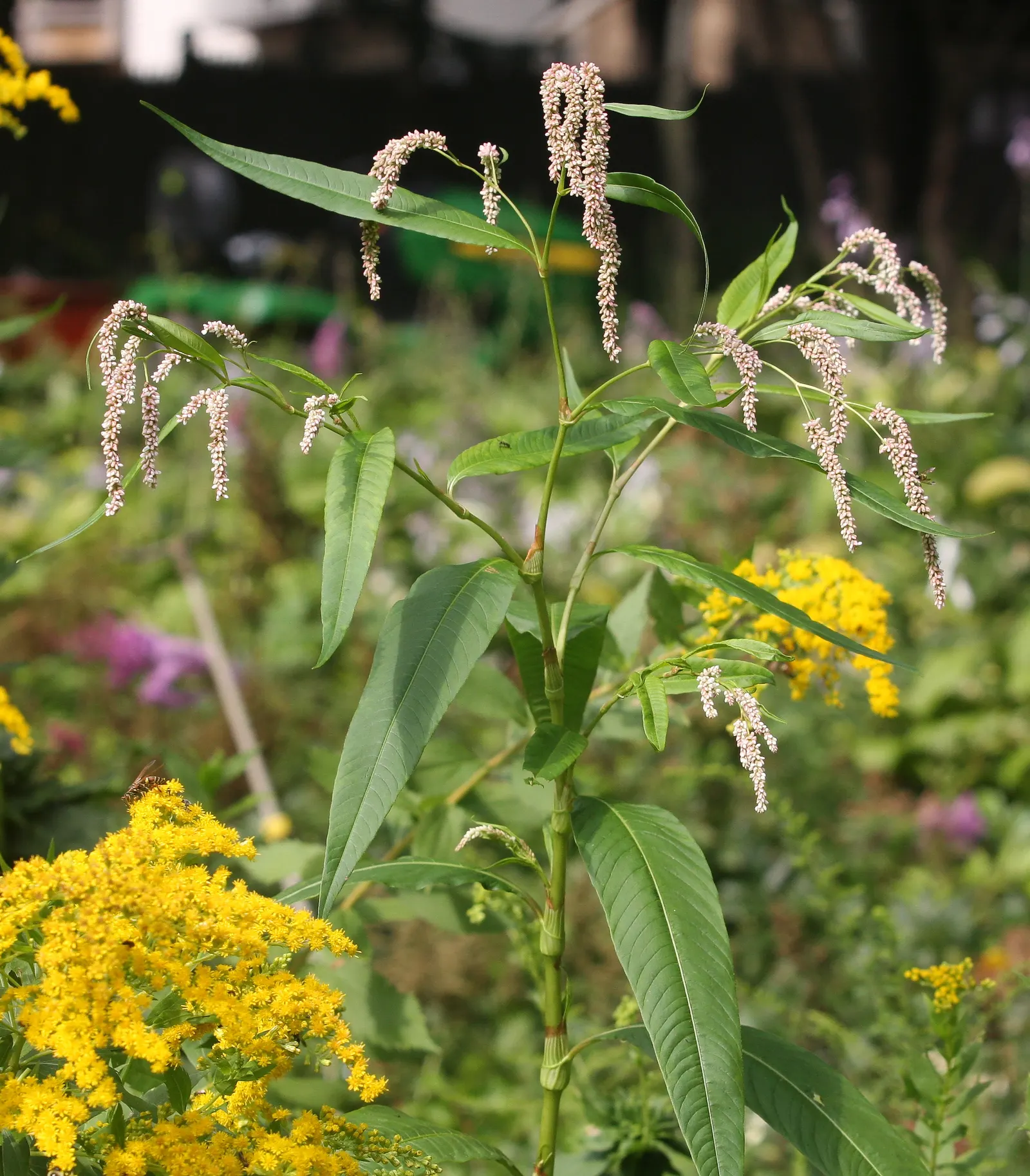 Smartweed, Knotweed (Persicaria Microcephala 'Red Dragon') — these flowers add a delicate contrast to the bold leaves.<br><br>As an easy-to-grow plant; its