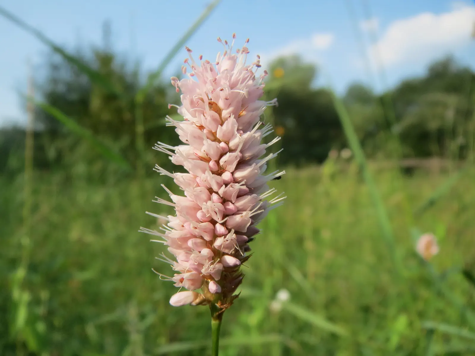 Smartweed, Knotweed (Persicaria Microcephala 'Red Dragon') — flourishing in partial shade to full sun and preferring consistently moist; white, image 79