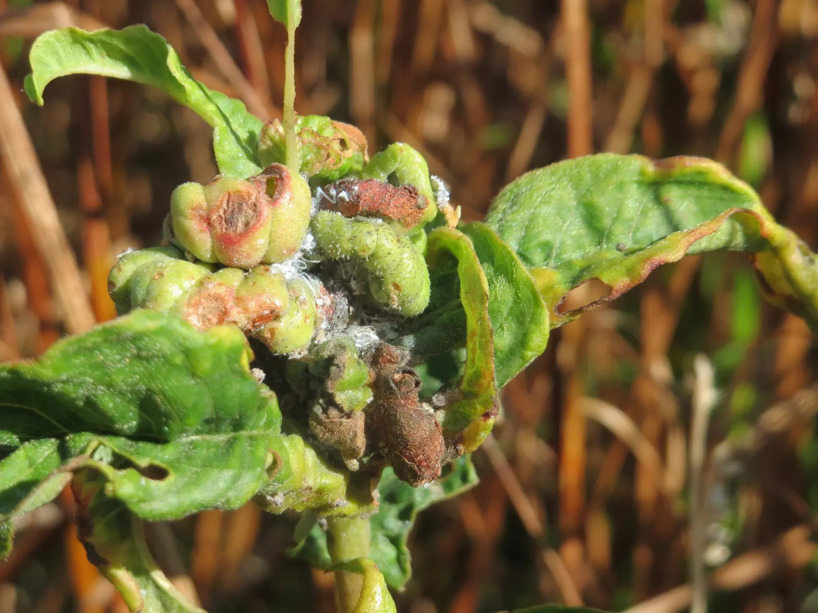 Smartweed, Knotweed (Persicaria Microcephala 'Red Dragon') — Mature specimens reach up to 3 feet in height and spread 2 to 4 feet wide; ideal for, image 47